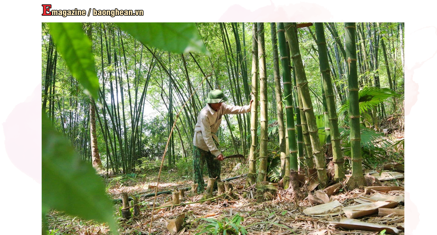 Những năm gần đây, cây mét trở thành cây hàng hóa có giá trị kinh tế cao, mang lại thu nhập ổn định cho người dân Tương Dương. Ảnh: Đình Tuân