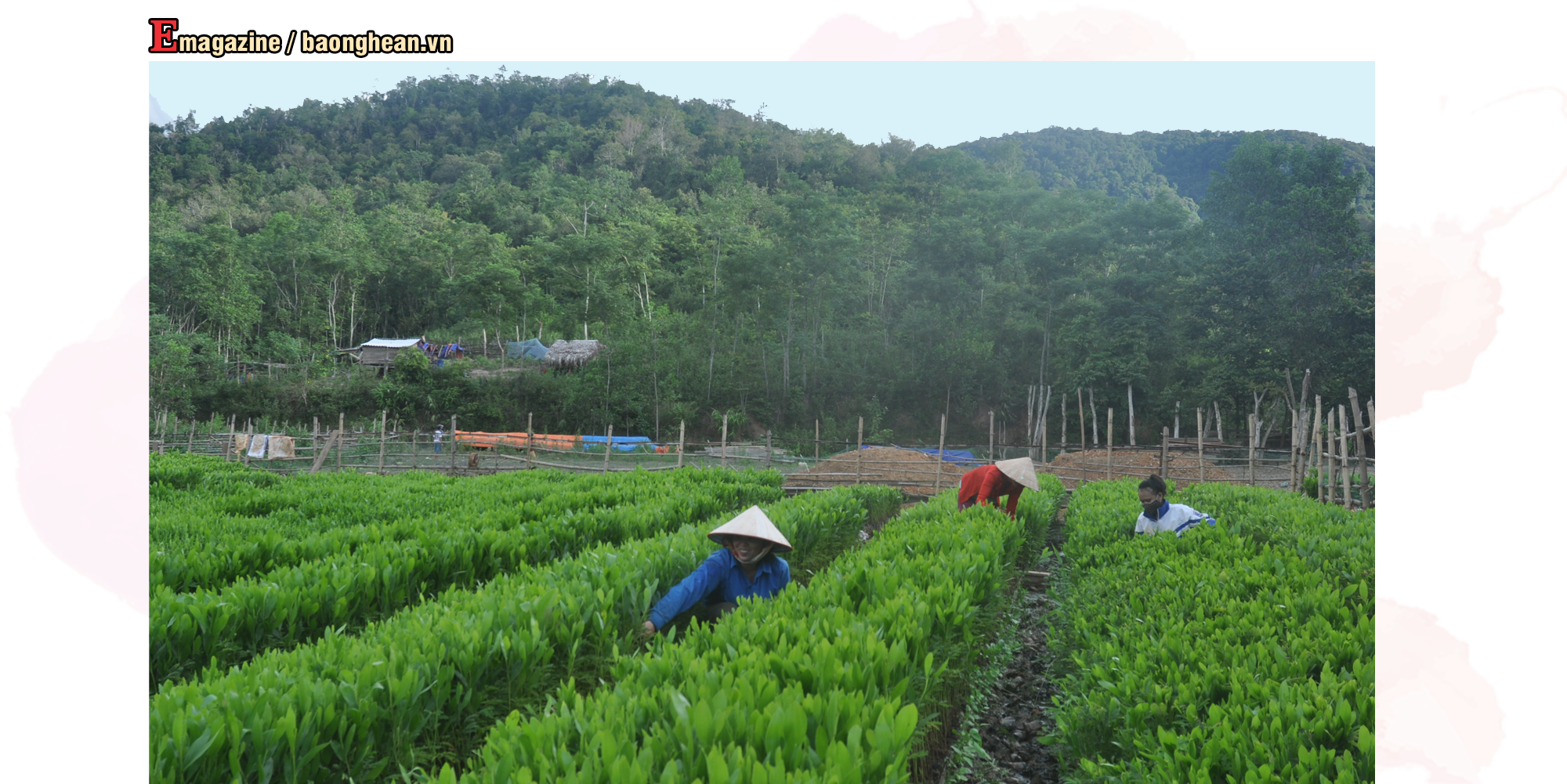 Giống keo cấp phát cho các hộ trồng rừng được chủ động ngay trên địa bàn huyện Tương Dương. Ảnh: P.V