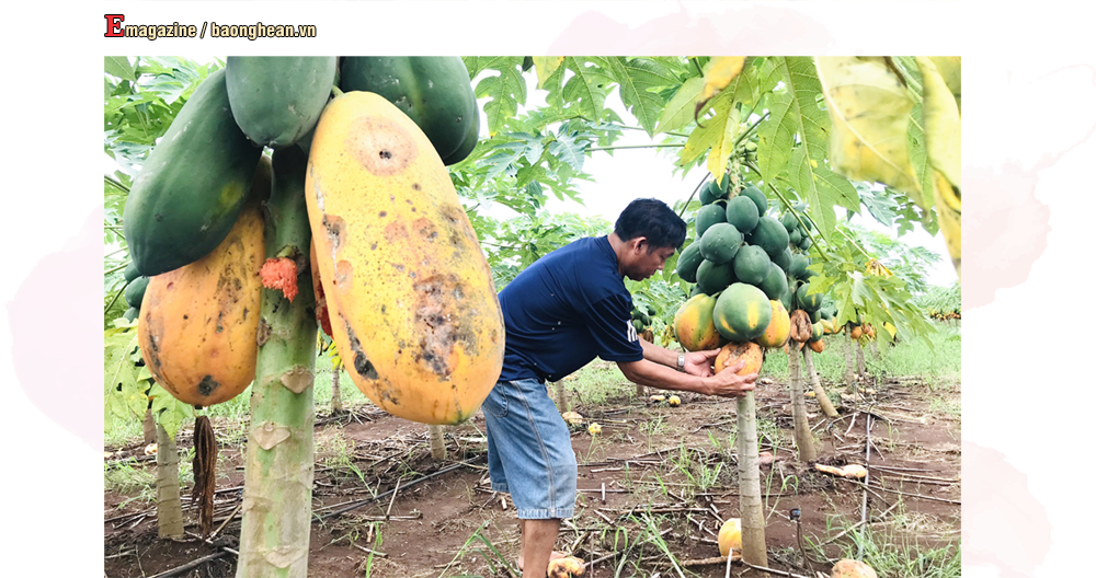 Vườn đu đủ của anh Nguyễn Thế Dương, thành viên Hợp tác xã nông nghiệp Tây Hiếu chín rụng đầy vườn. Ảnh tư liệu: Quang Huy