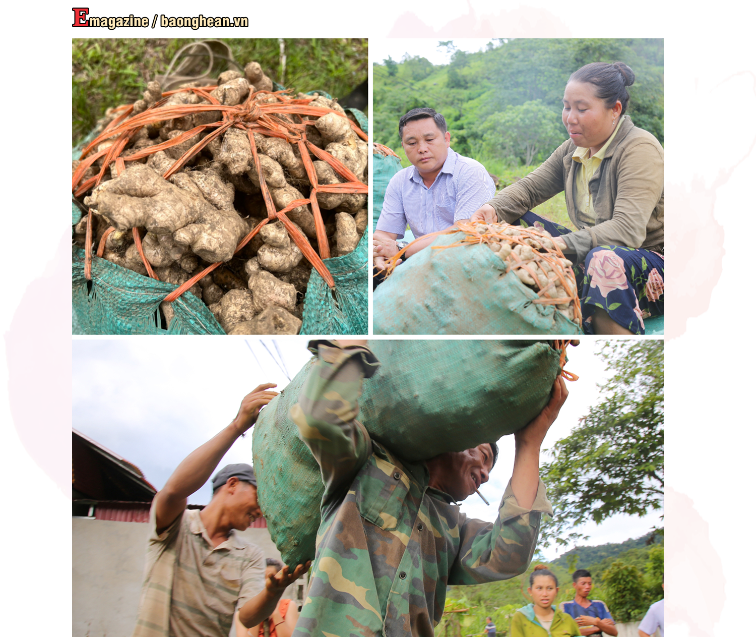 Gừng là loại cây chủ lực mang lại thu nhập ổn định cho người dân Na Ngoi (Kỳ Sơn). Ảnh: P.V