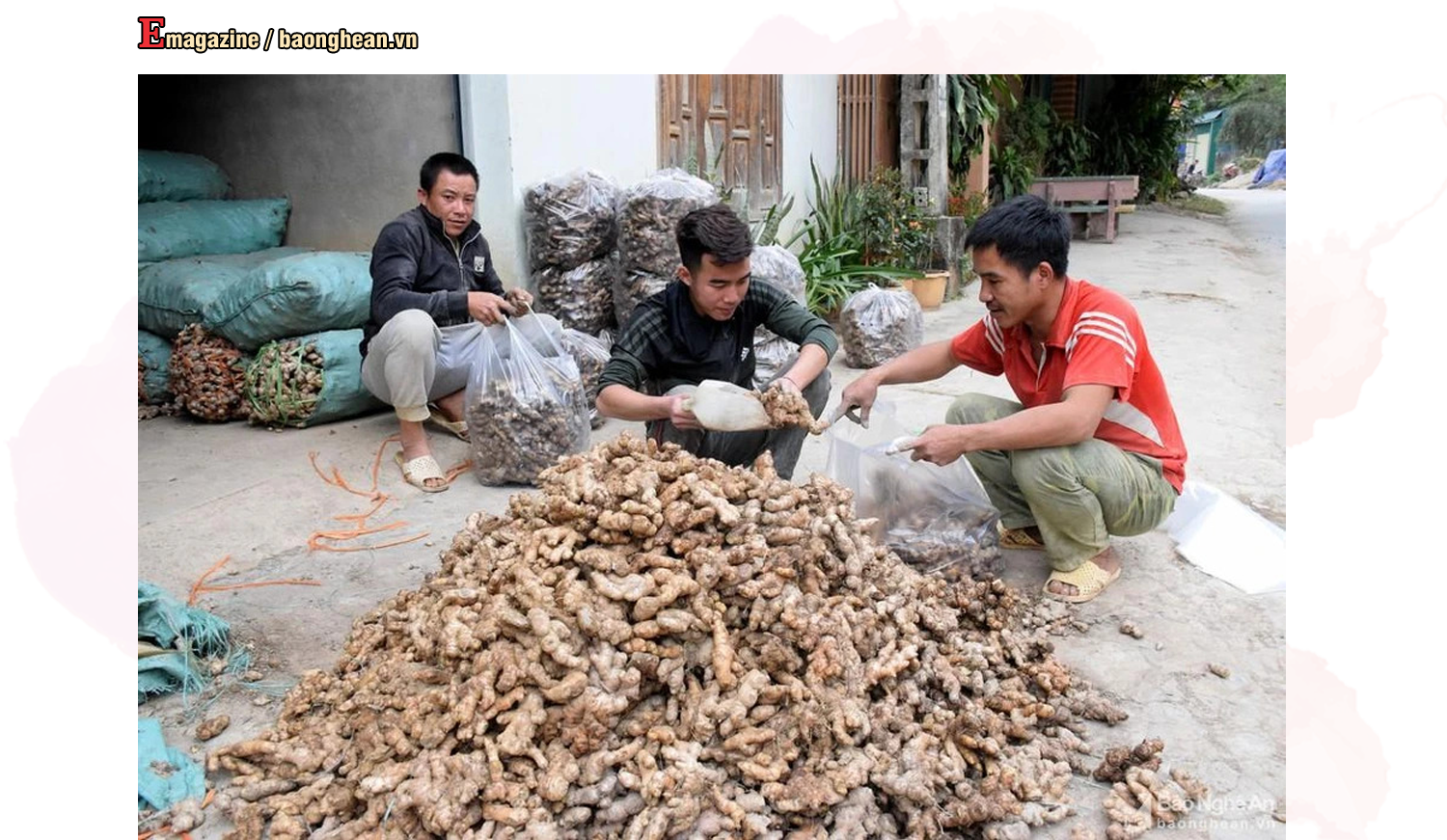 Gừng Kỳ Sơn thơm ngon, già củ nhưng việc tiêu thụ luôn nằm trong tình trạng