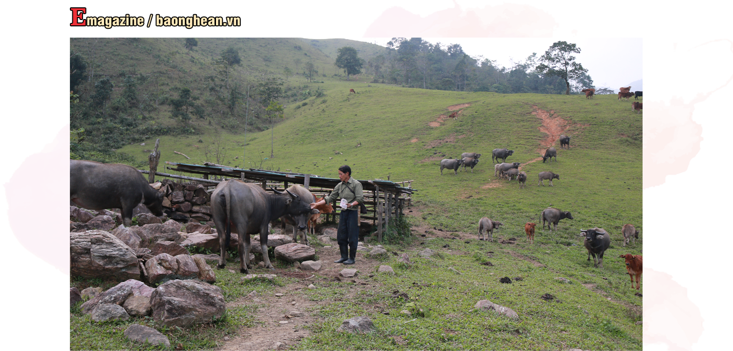 Ông Lỳ Nỏ Pó ở bản Pà Khốm, xã Tri Lễ, một trong những hộ chăn nuôi giỏi trên địa bàn huyện Quế Phong. Ảnh: Đặng Cường