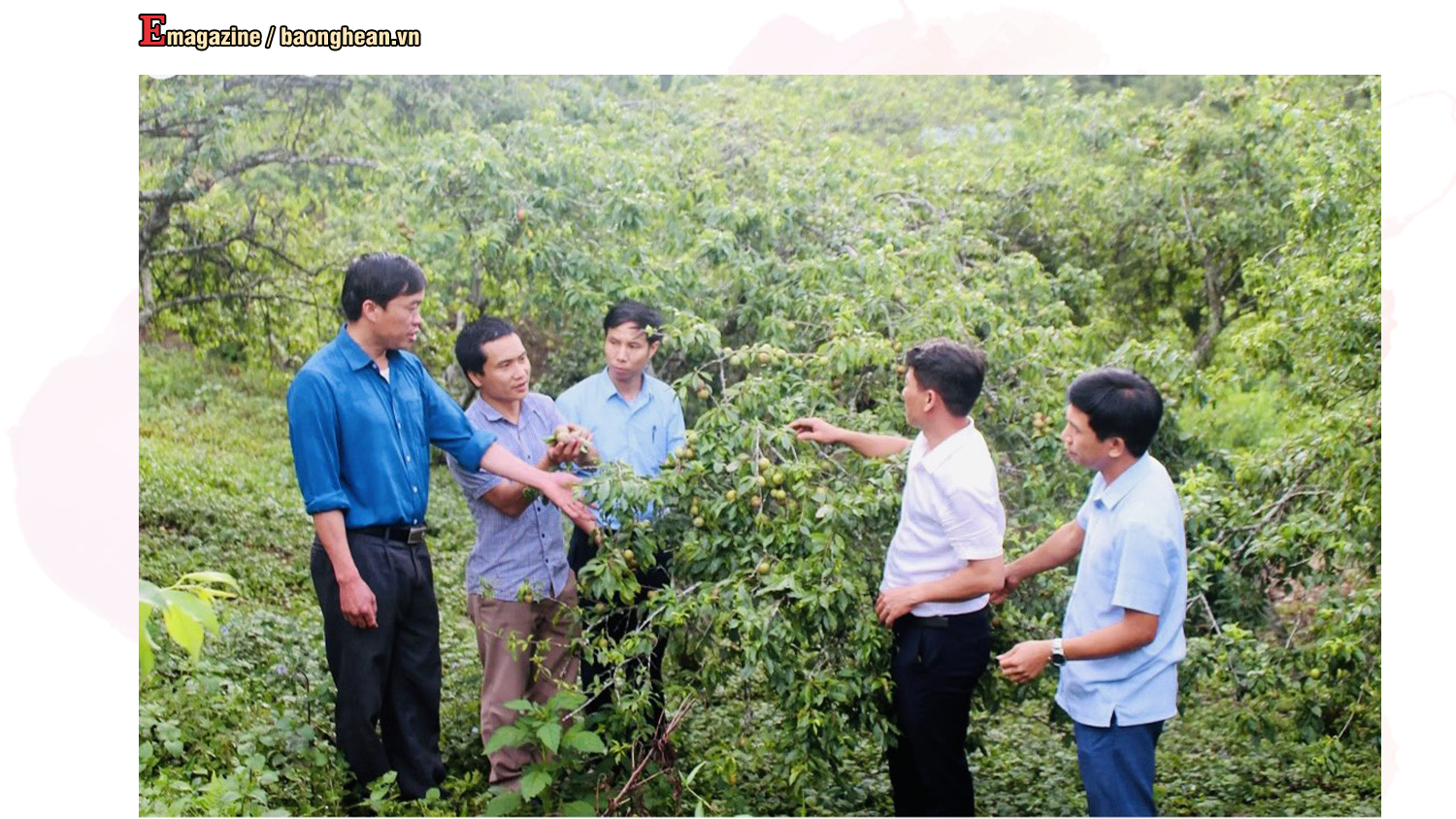 Huyện Kỳ Sơn và ngành Nông nghiệp và PTNT kiểm tra, tìm hướng đi nâng cao giá trị sản phẩm mận Kỳ Sơn. Ảnh: Phú Hương