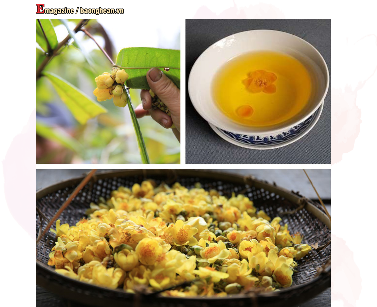 Việc bảo tồn giống chè hoa vàng cần gắn liền với giải pháp về chế biến sâu, nâng cao giá trị và tìm kiếm đầu ra ổn định. Ảnh tư liệu: P.V