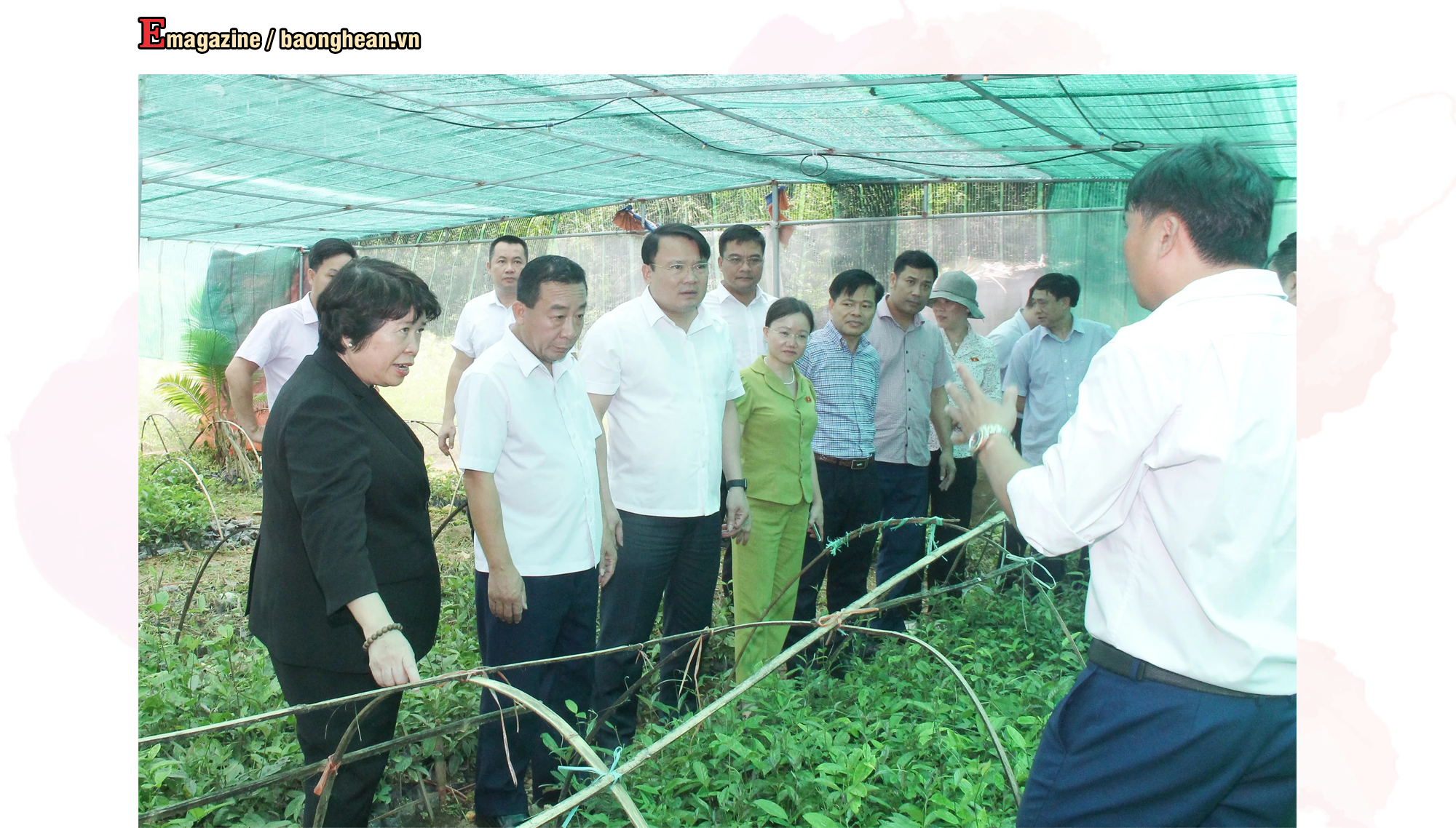 Đoàn giám sát của Quốc hội khảo sát mô hình ươm cây giống dược liệu tại xã Yên Hòa (Tương Dương). Ảnh tư liệu: Mai Hoa