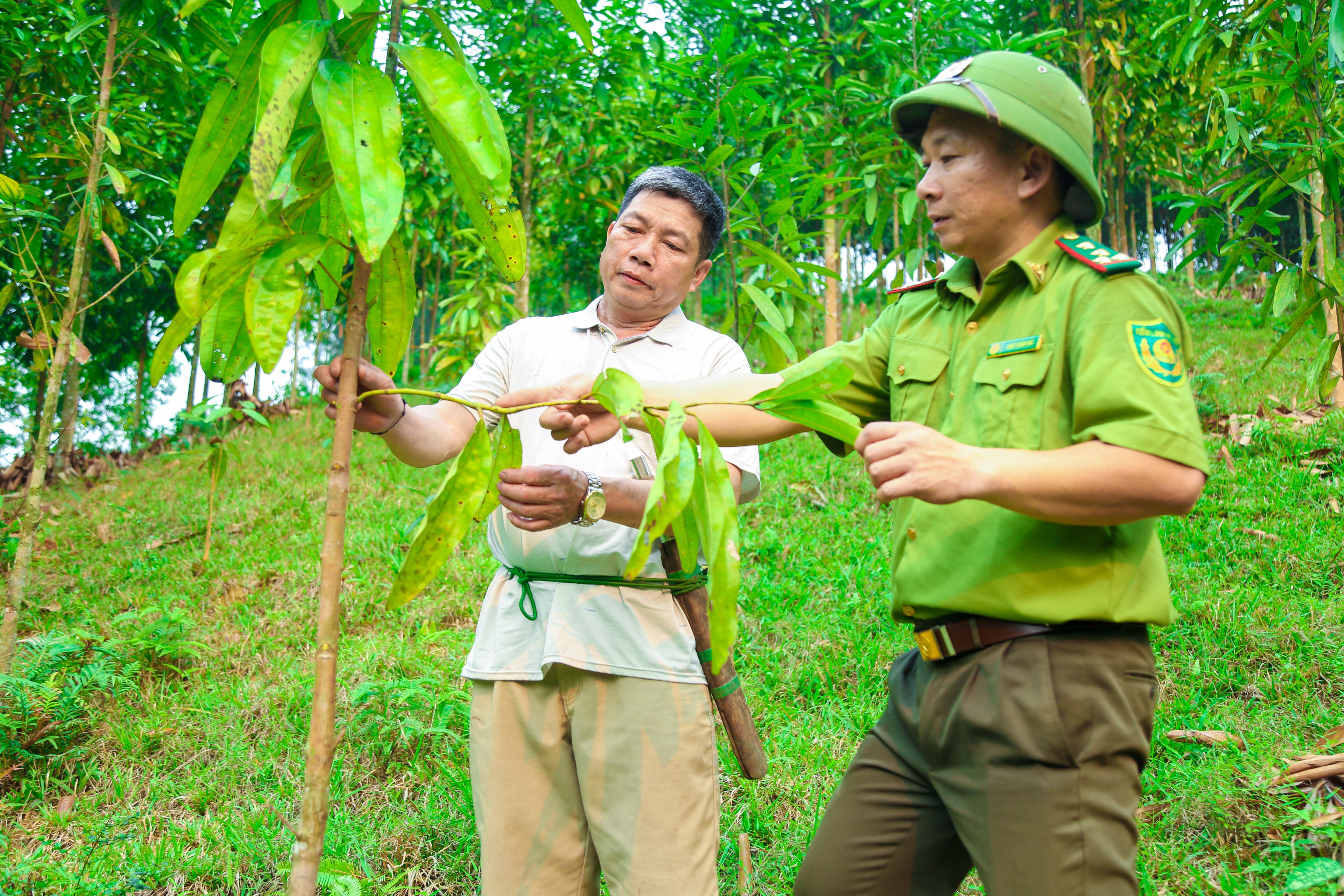 Cán bộ Trạm Quản lý bảo vệ rừng Na Chạng, Ban quản lý Khu bảo tồn thiên nhiên Pù Hoạt hướng dẫn người dân trồng quế nâng cao thu nhập. Ảnh: Đình Tuyên