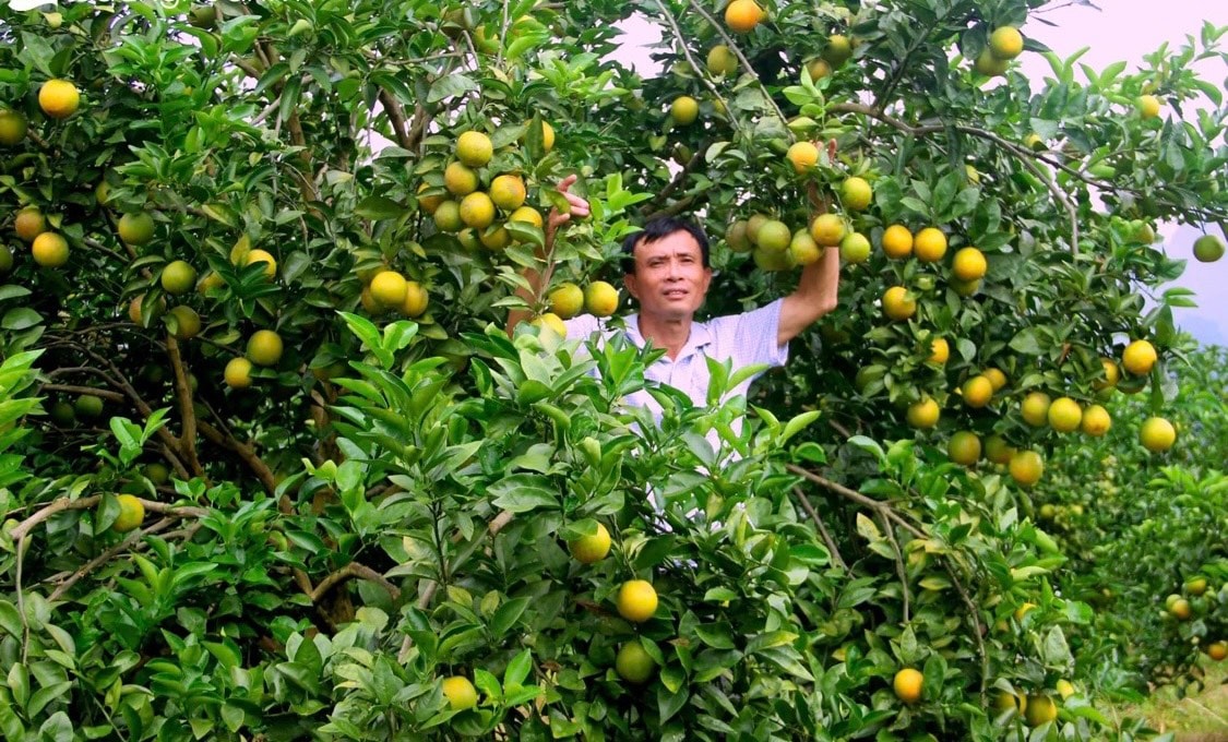 Cây cam từng một thời là cây làm giàu cho người dân nhiều địa phương. Ảnh tư liệu: Xuân Hoàng