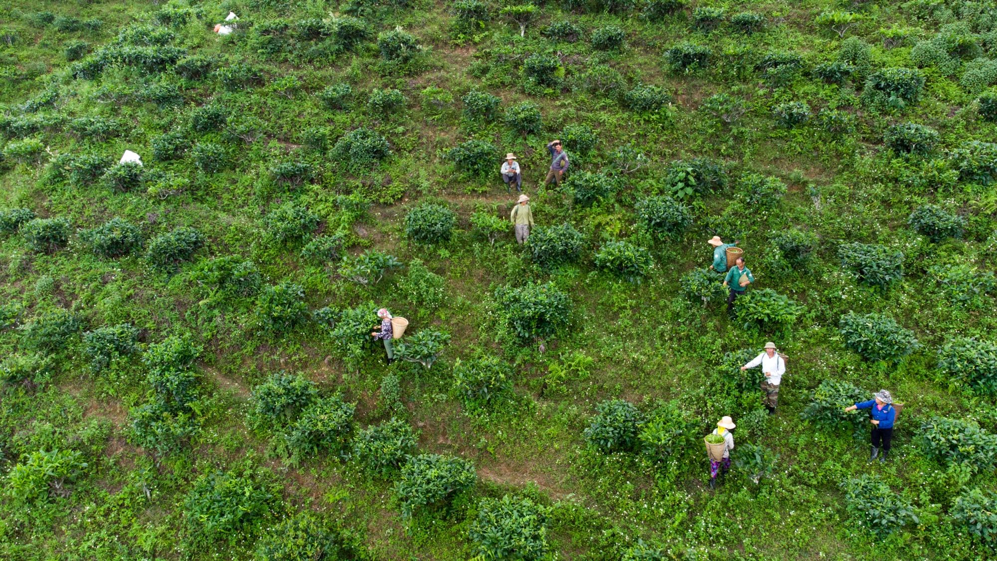 Chè Shan tuyết được trồng ở độ cao trên 1.200m - 1.500m so với mực nước biển, nơi mây mù phủ quanh năm của vùng Huồi Tụ - Mường Lống. Ảnh: Thành Cường