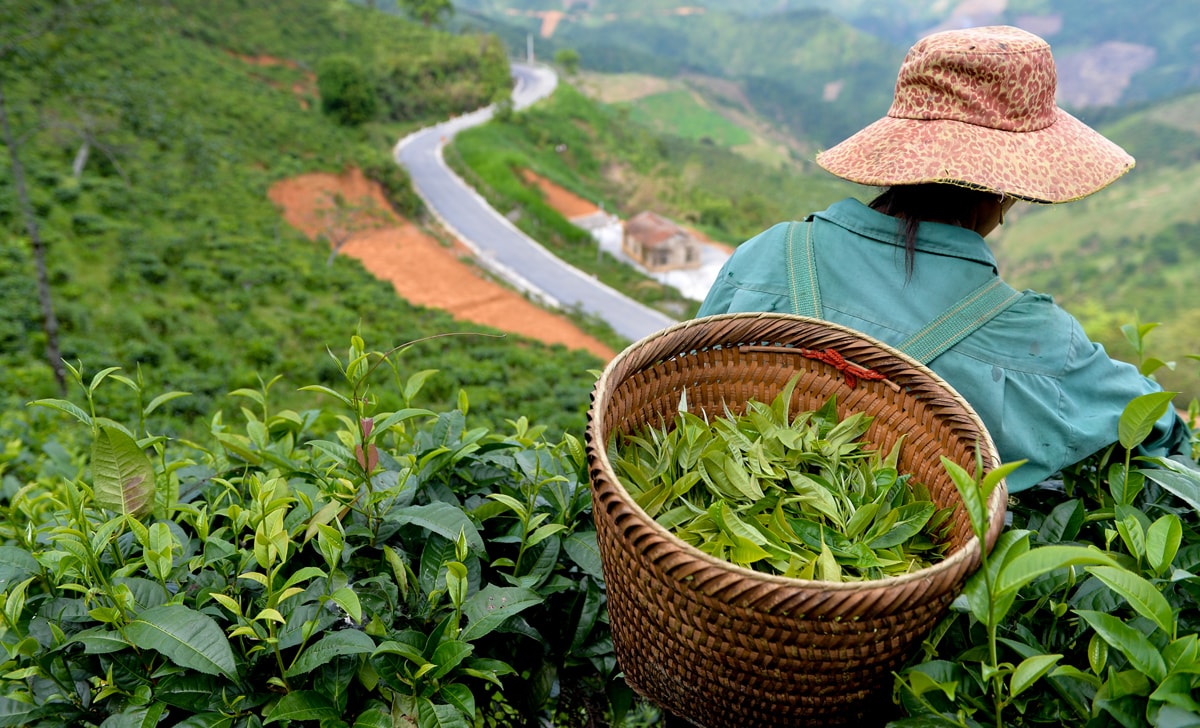 Chè Shan tuyết là sản phẩm OCOP chủ lực tại vùng cao Kỳ Sơn. Ảnh: Thành Cường