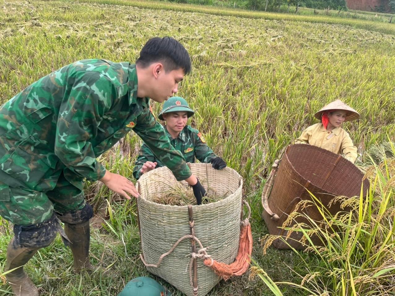 Đồn Biên phòng Thông Thụ (Quế Phong) giúp gia đình chính sách thu hoạch lúa hè thu. Ảnh: Hải Thượng
