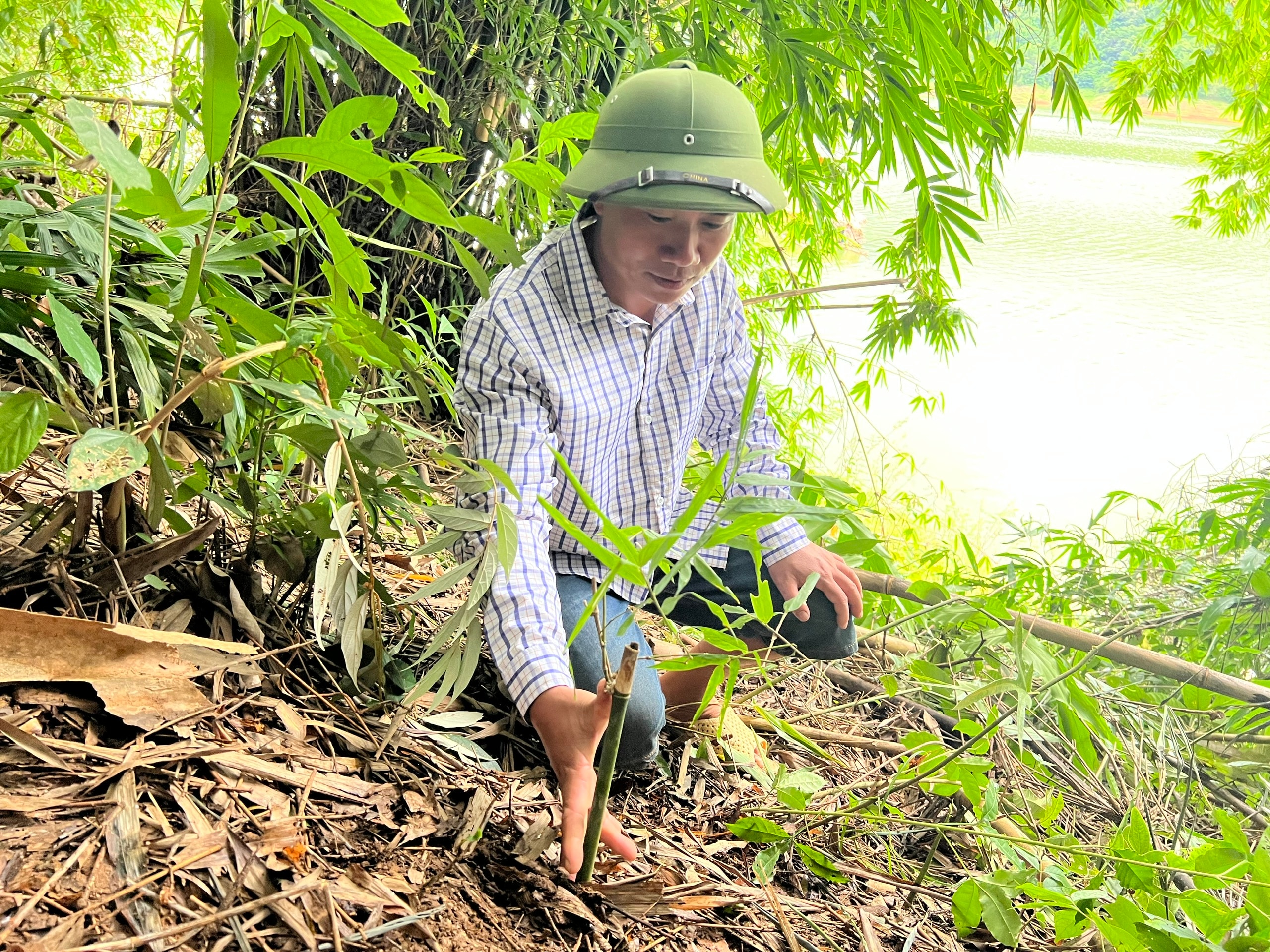Người dân xã Thông Thụ (Quế Phong) chăm sóc mét. Ảnh: P.V