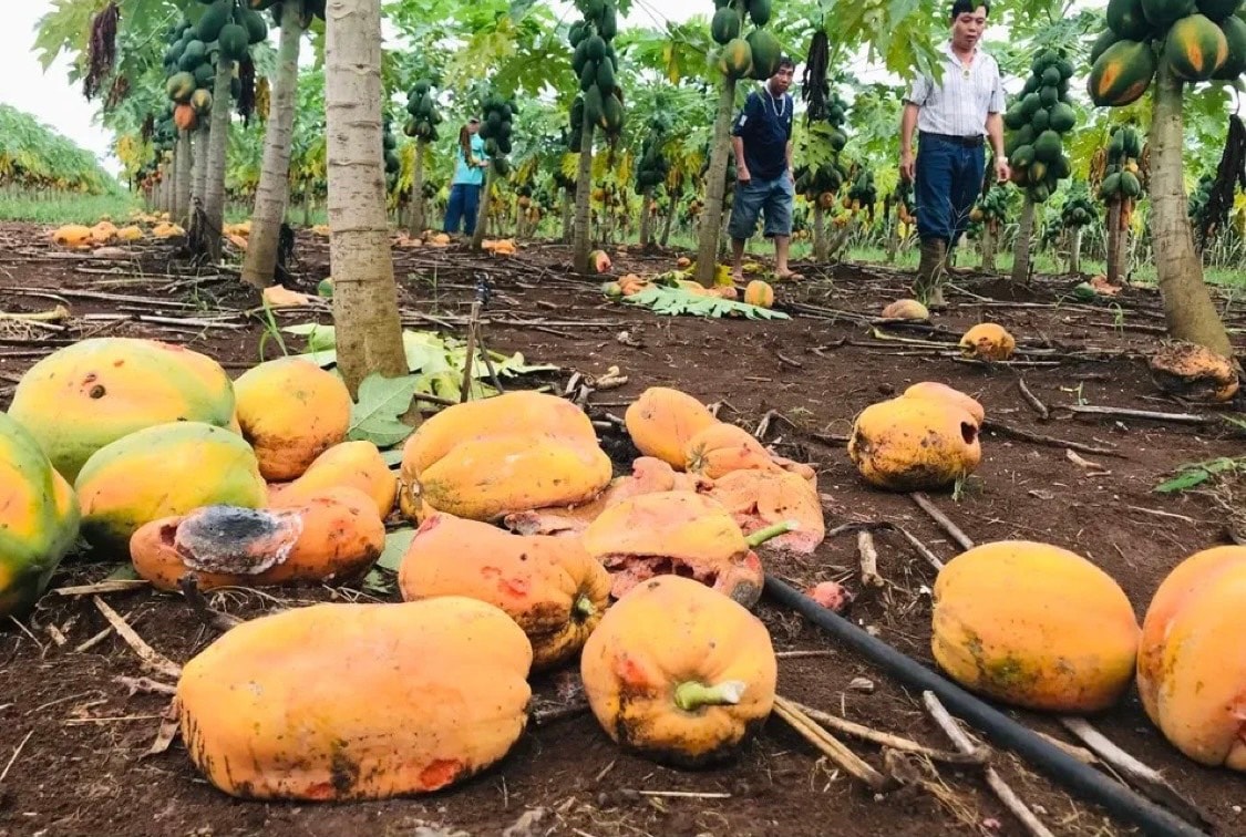 Quả đu đủ chín vàng, thối rữa, lên men bốc mùi hôi ảnh hưởng đến môi trường. Ảnh tư liệu: Quang Huy