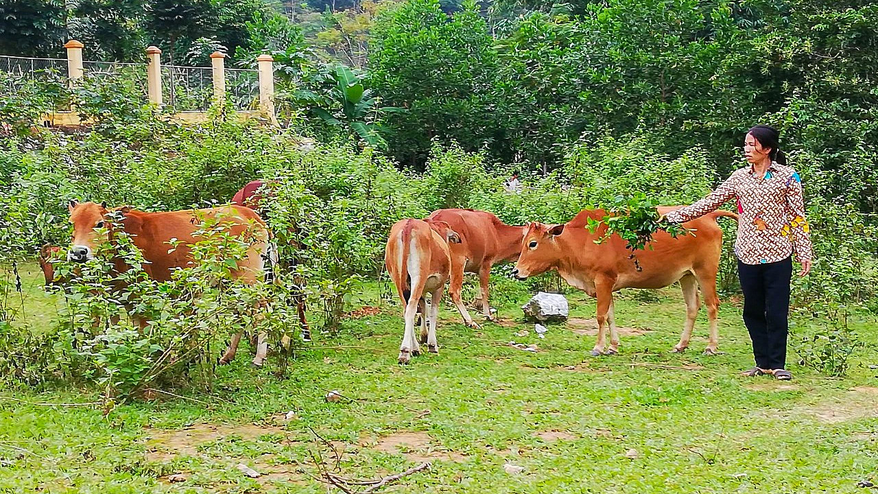 Từ 1 con bò do Báo Nghệ An hỗ trợ, gia đình chị Vi Thị Chói ở bản Phảy, xã Xiêng My (Tương Dương) đã nhân rộng mô hình chăn nuôi. Ảnh tư liệu: P.V