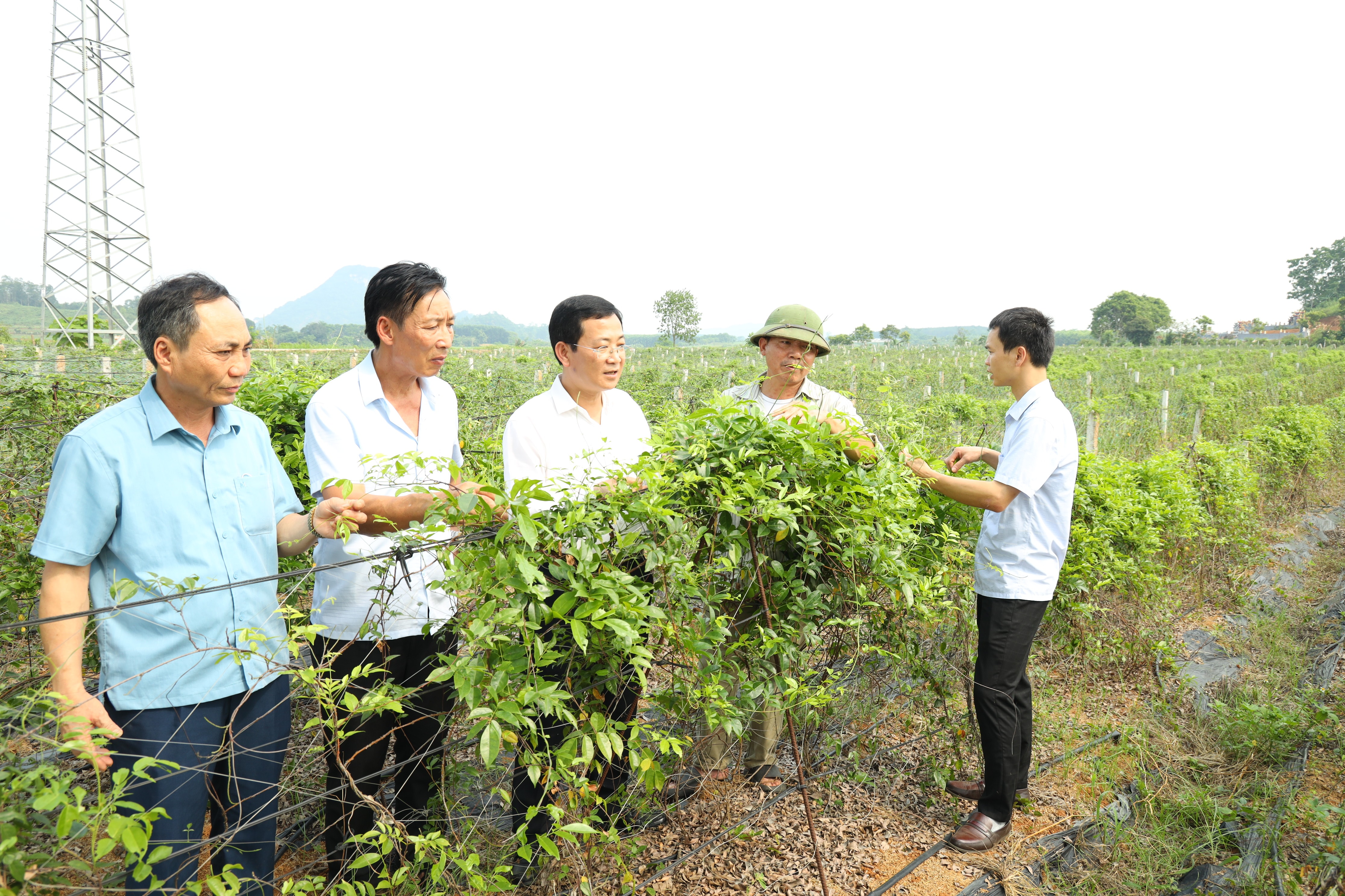 đ.c Phạm Chí Kiên - Bí thư Huyện ủy Nghĩa Đàn (ở giữa) thăm mô hình sâm Nam ở xã Nghĩa Hiếu-NN