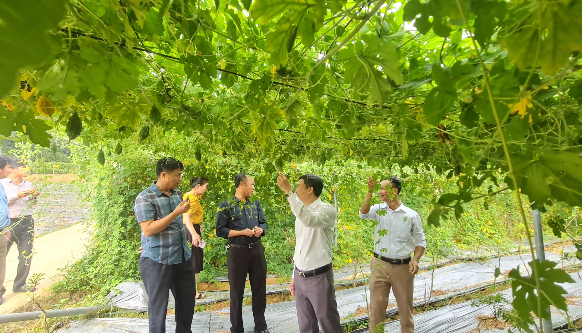 bna_Lãnh đạo Sở KHCN thăm mô hình trồng dược liệu tại Con Cuông Ảnh Hoài Thu.png