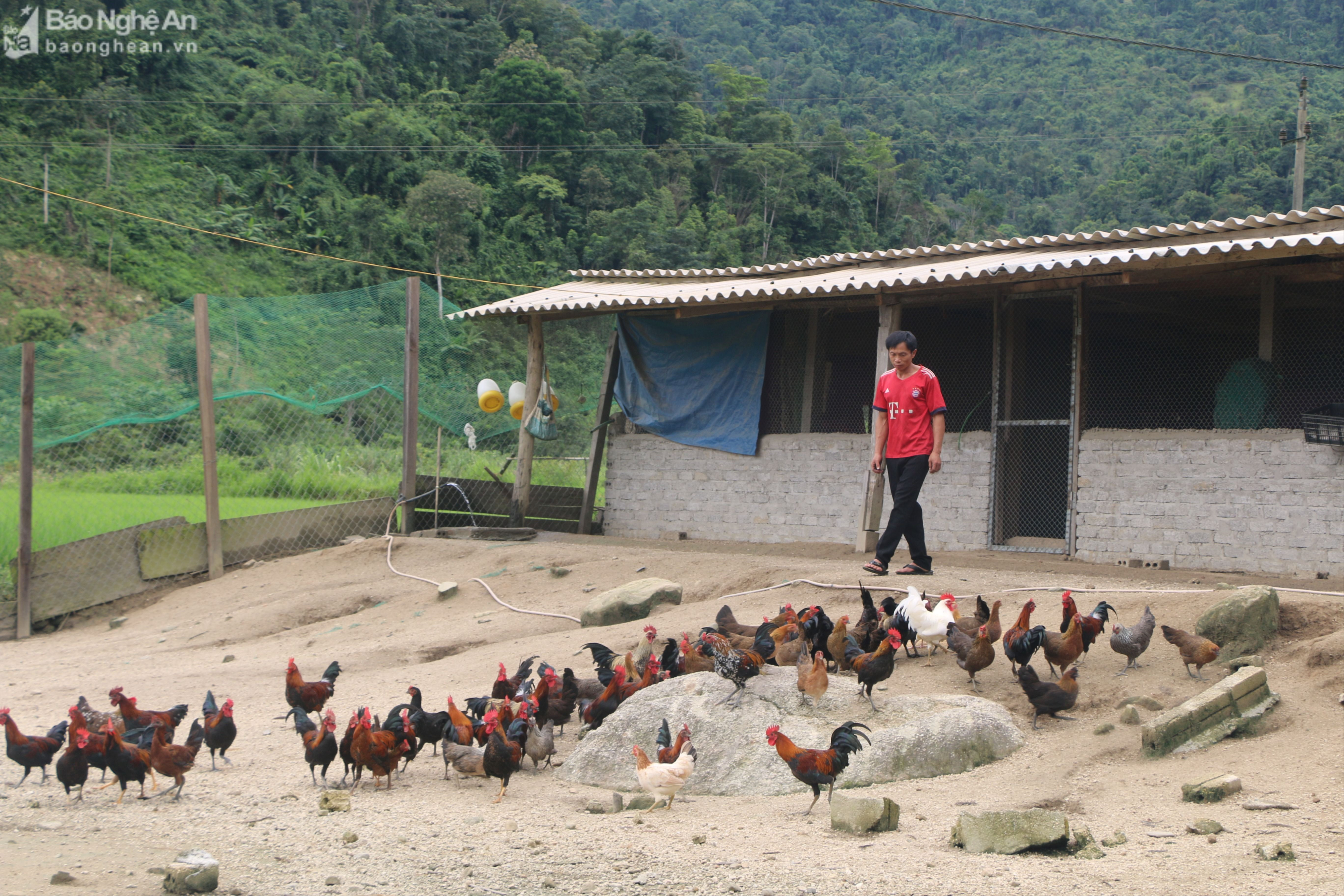Người dân Nậm Giải thoát nghèo nhờ mô hình nuôi gà địa phương. Anh KL.JPG
