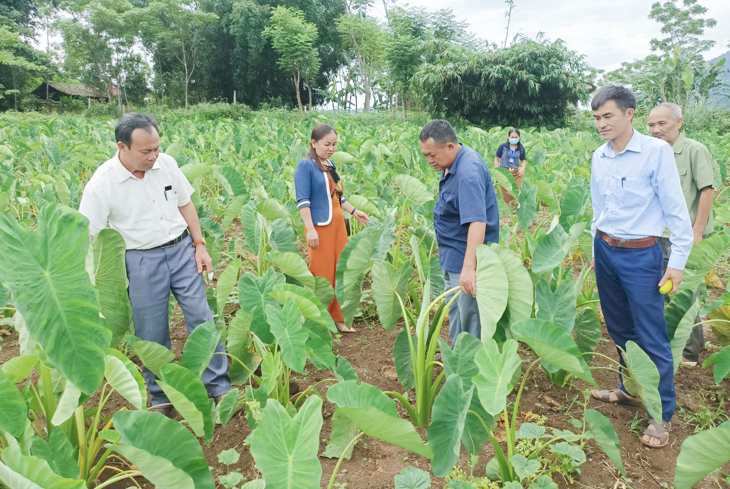 bna_ MHThông qua %22dân vận khéo%22 cải tạo vươn tạp, trồng cây khoai sọ đeml lại hiệu quả tại xã Nậm Giải, huyện Quế Phong.jpg