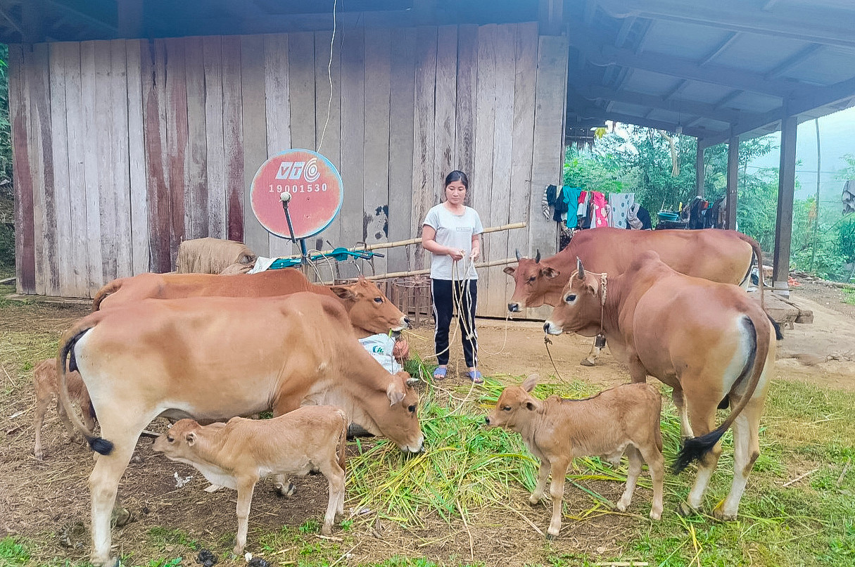 bna_Hộ gia đình anh Lô Văn Sơn ở bản Phẩy nhờ sự giúp đỡ của Báo Nghệ An đã phát triển mô hình nuôi bò nhốt cho hiệu quả cao,.jpg