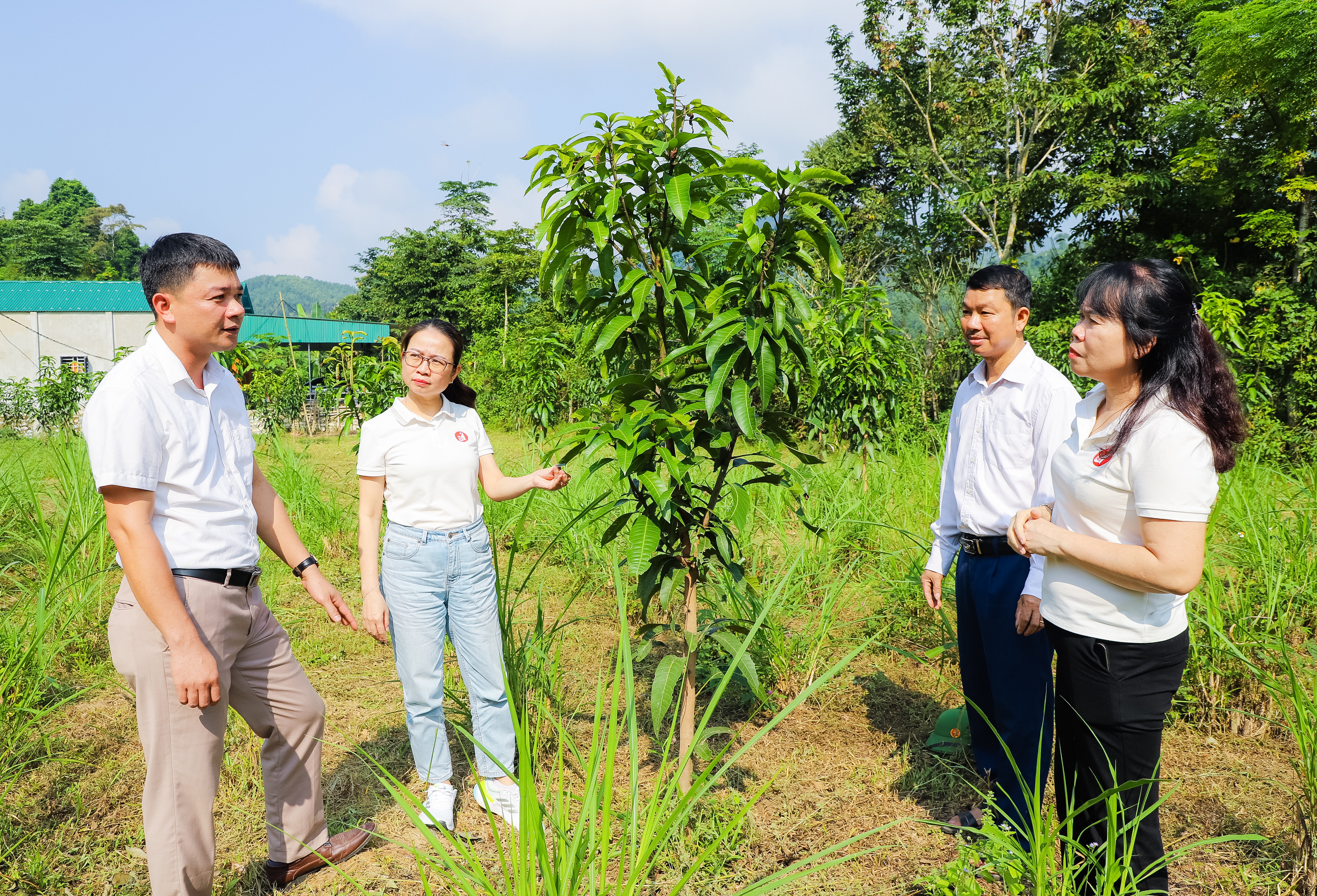 BNA_Nhiều mô hình trồng cây ăn quả với sự giúp đỡ của Báo Nghệ An đang góp phần phát triển kinh tế hộ gia đình trên địa bàn xã Xiêng My.jpg