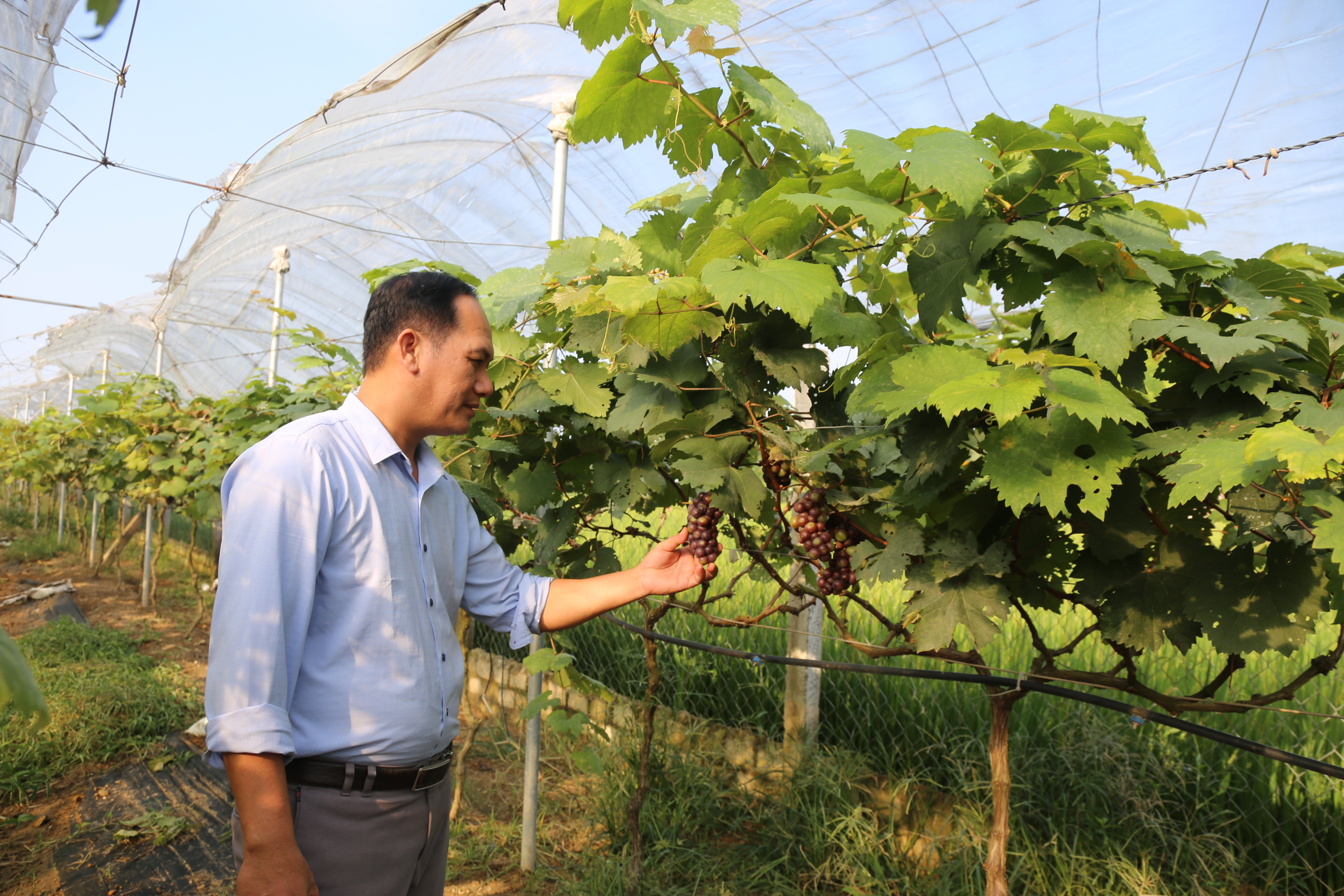 HTX Dịch vụ tổng hợp nông nghiệp Nghi Trung (Nghi Lộc) vay vốn tín dụng chính sách đầu tư trồng nho VietGAP. Ảnh: Thu Huyền