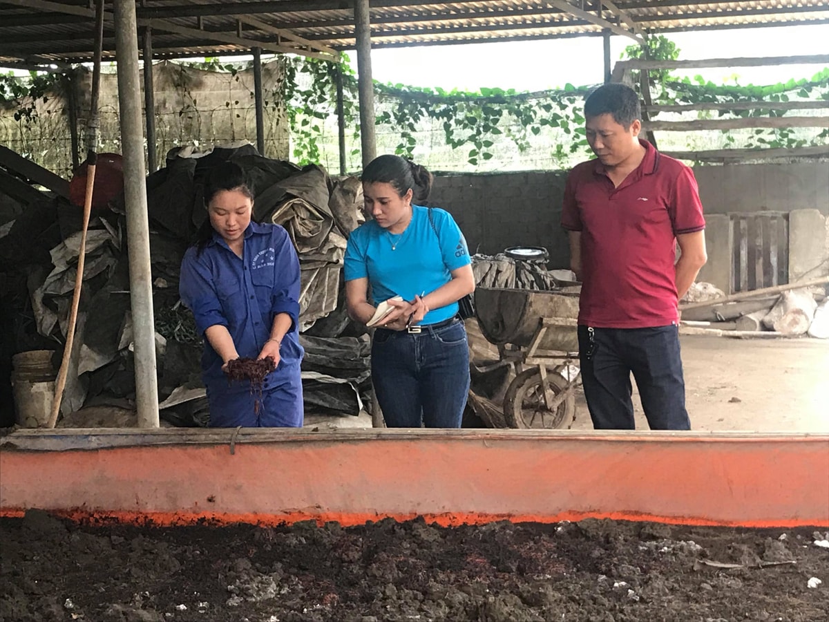 Công nhân kiểm tra giống giun hàng ngày.