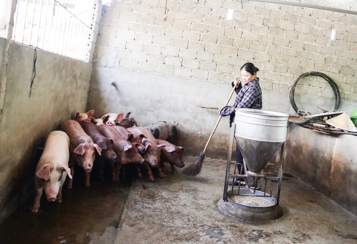 Biogas được xem là phương án tối ưu khi xử lý ô nhiễm môi trường trong chăn nuôi. Ảnh: Thanh Phúc
