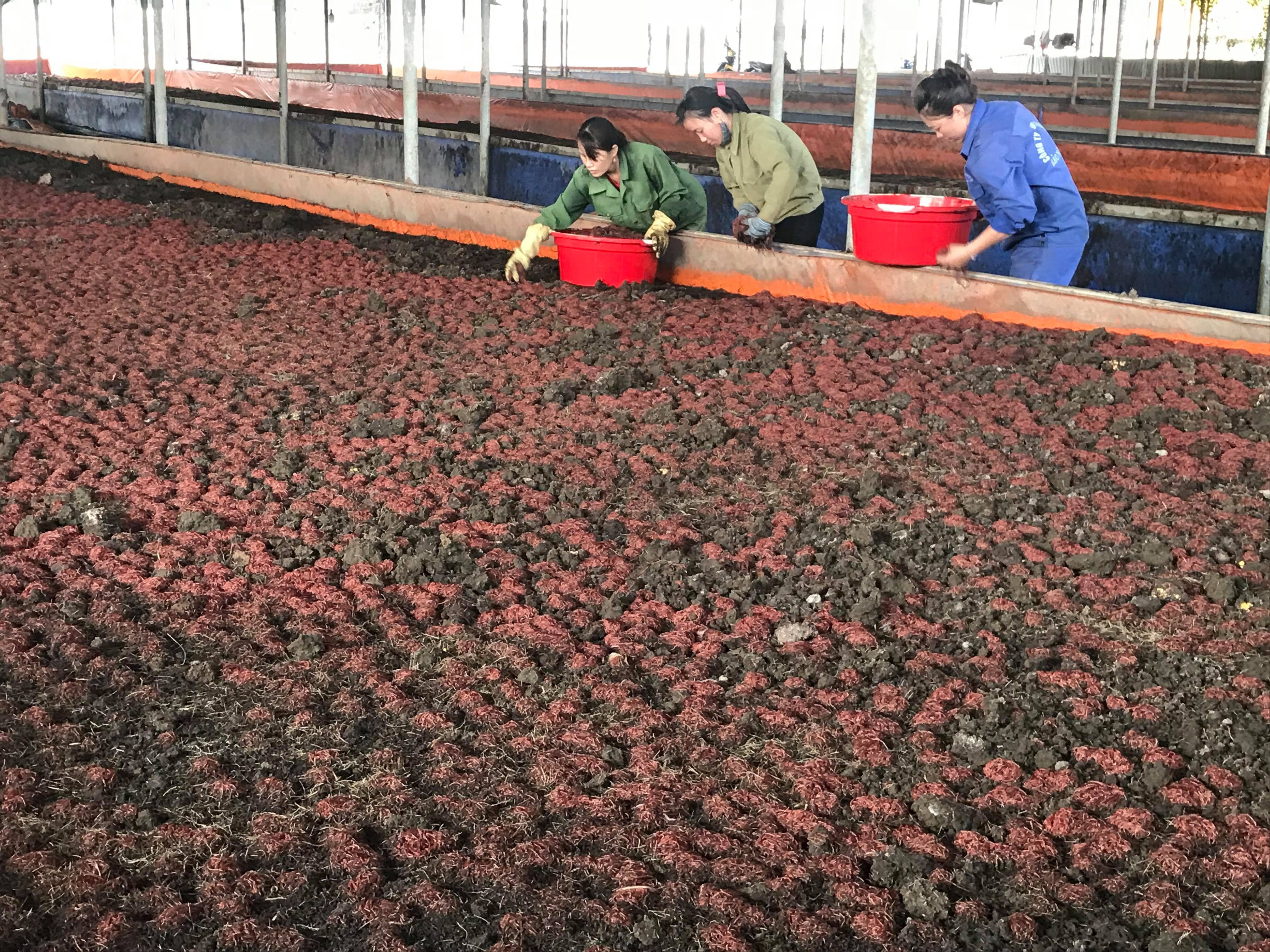 Công nhân thu hoạch giun quế.