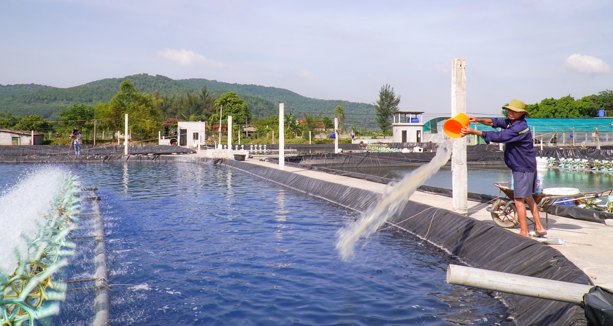 Nông dân Diễn Châu dùng chế phẩm sinh học tạo môi trường nước cho ao tôm.