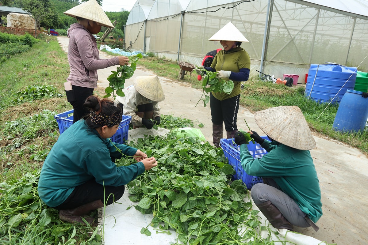Phụ phẩm từ sơ chế rau như lá hỏng, rễ... được ủ thành phân vi sinh. Ảnh: Thanh Phúc