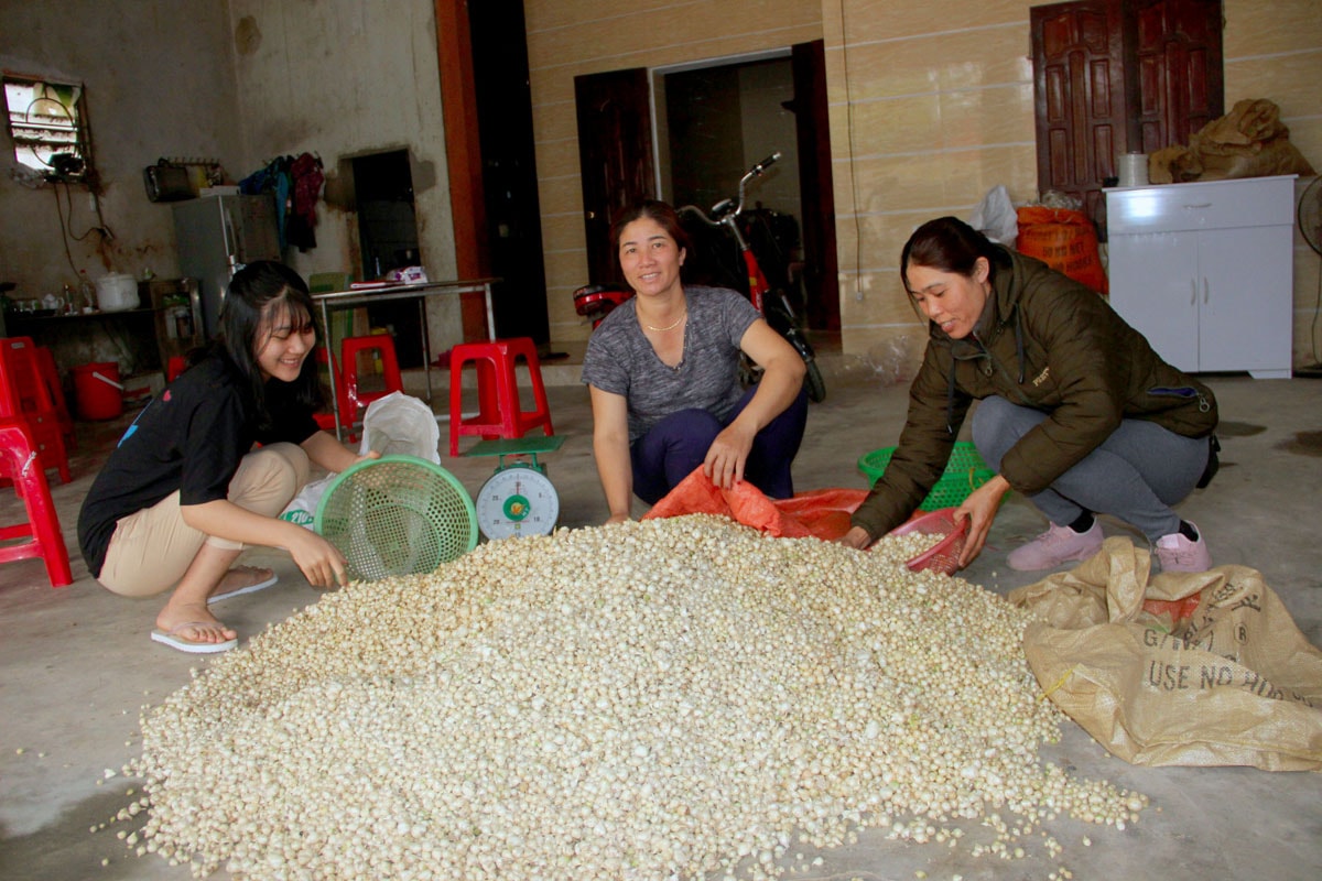 Lá thông giúp hành tăm đạt năng suất cao. Ảnh: Q.A