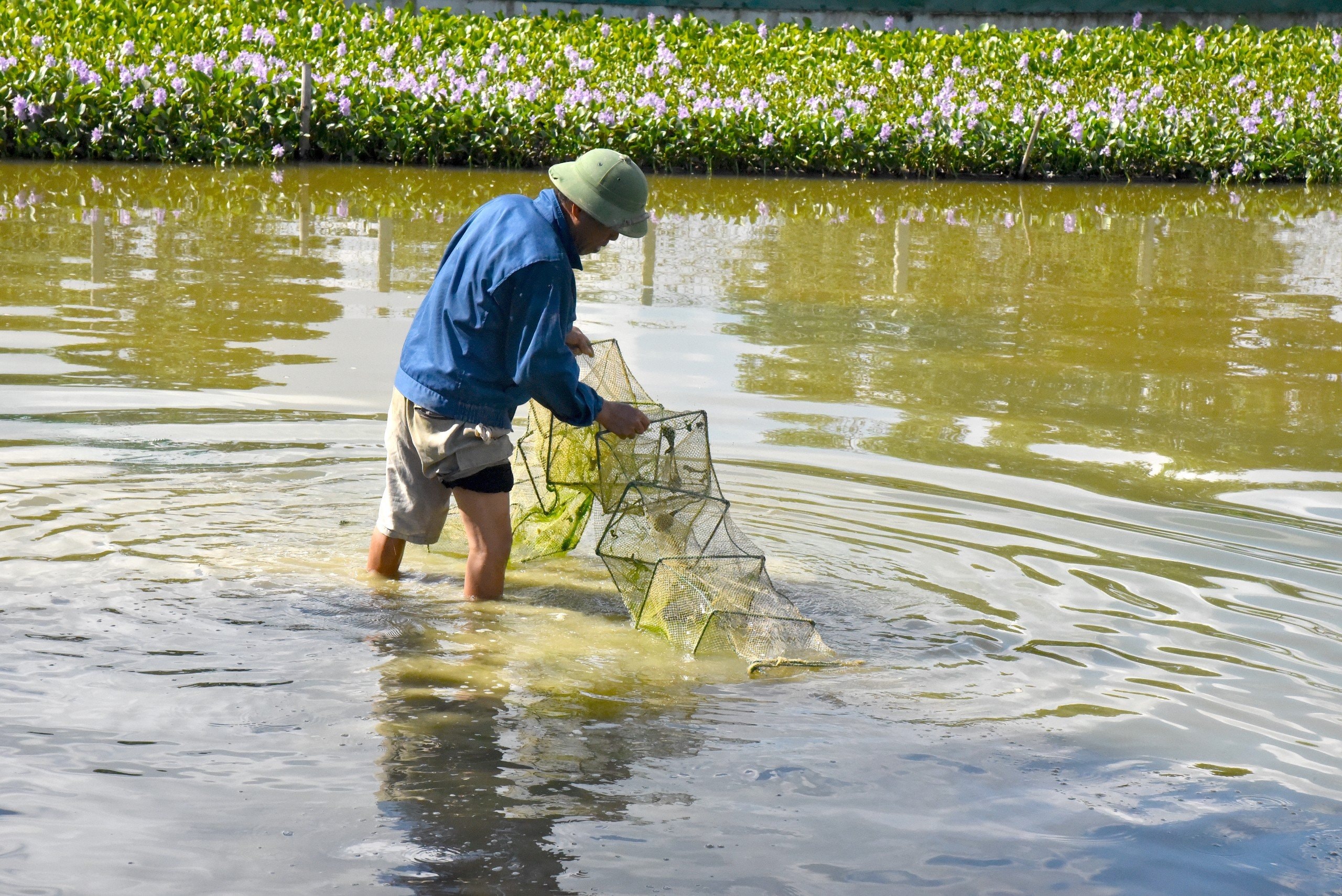 Tận dụng phụ phẩm nuôi cua, cá. Ảnh: Thanh Phúc