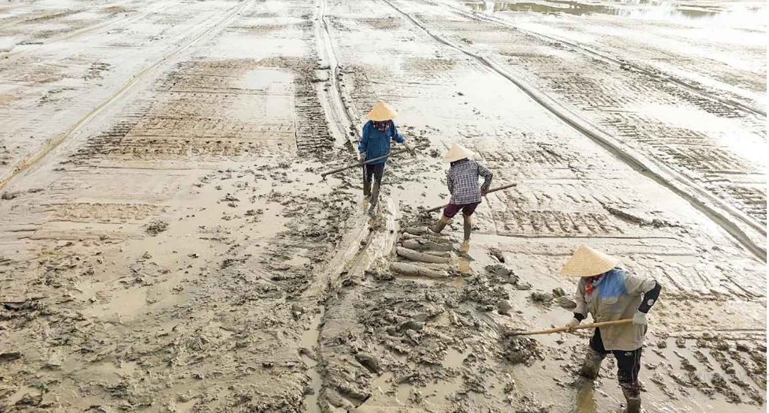 Bà con xã Châu Nhân (Hưng Nguyên) làm lúa kết hợp với nuôi rươi. Ảnh: T.P