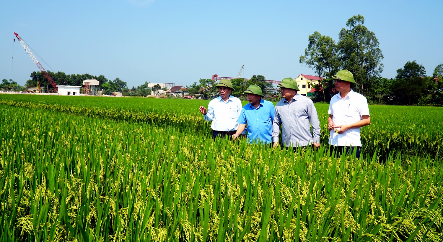 Lãnh đạo tỉnh và Sở Nông nghiệp và PTNT kiểm tra tình hình phát triển lúa hè thu trên địa bàn huyện Hưng Nguyên. Ảnh: Phú Hương