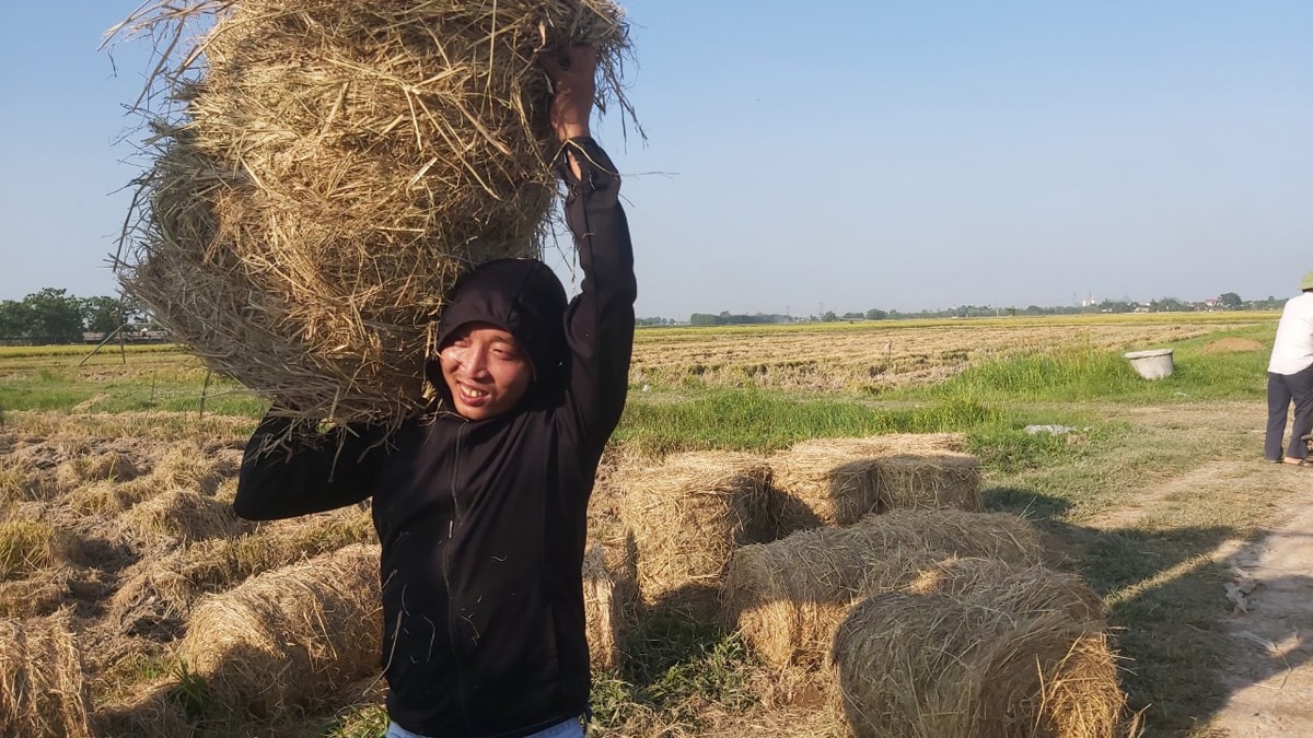 Người dân thu gom rơm trên các cánh đồng. Ảnh: Xuân Hoàng