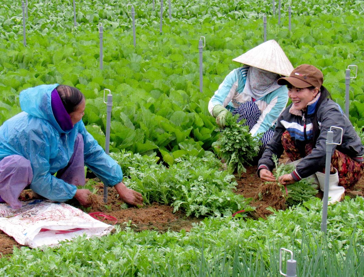 Những cánh đồng rau xanh tốt nhờ bón phân hữu cơ. Ảnh: Q.A