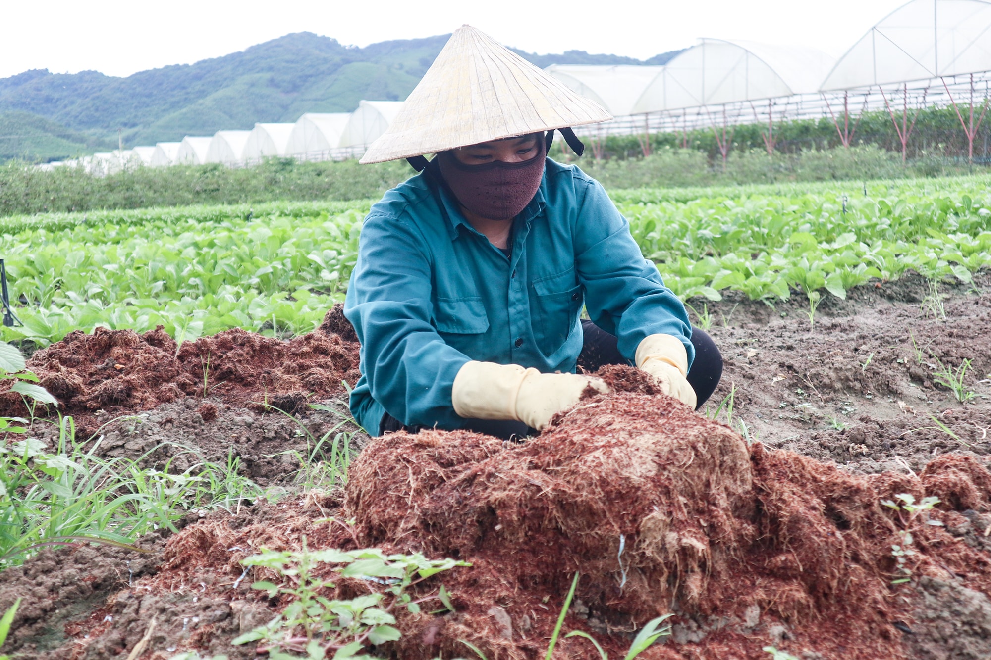 Chất thải chăn nuôi và phụ phẩm thu được từ sơ chế rau củ quả được ủ thành phân hữu cơ. Ảnh: Thanh Phúc