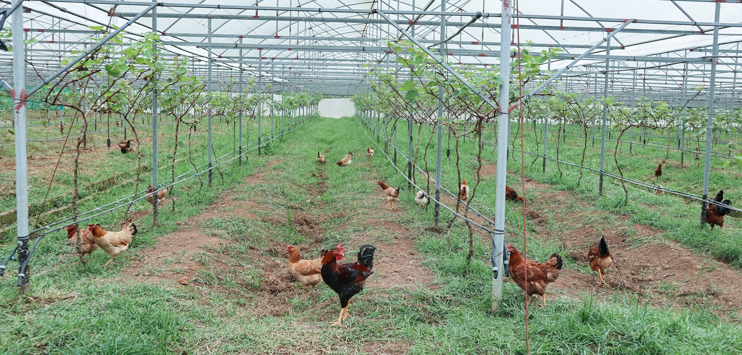 Hàng nghìn con gà được thả dưới những vườn nho, ăn thức ăn như côn trùng, quả nho rụng, hỏng. Ảnh: Thanh Phúc