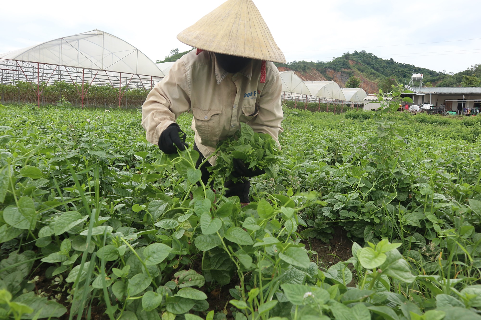 Phía ngoài nhà màng là các loại rau canh tác thuần hữu cơ. Ảnh: Thanh Phúc