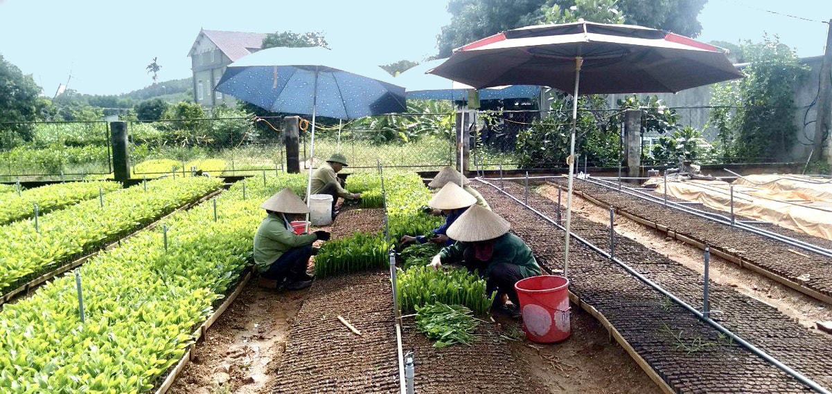 Sản xuất cây giống tại huyện Quỳ Châu. Ảnh: Văn Trường