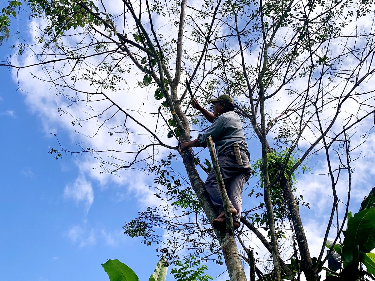 Trên các cánh rừng ở huyện Kỳ Sơn, cánh kiến được nuôi trên những loài cây có nhựa như pịt niệng, đậu thiều, cọ khiết, cọ phèn... Ảnh: Phú Hương
