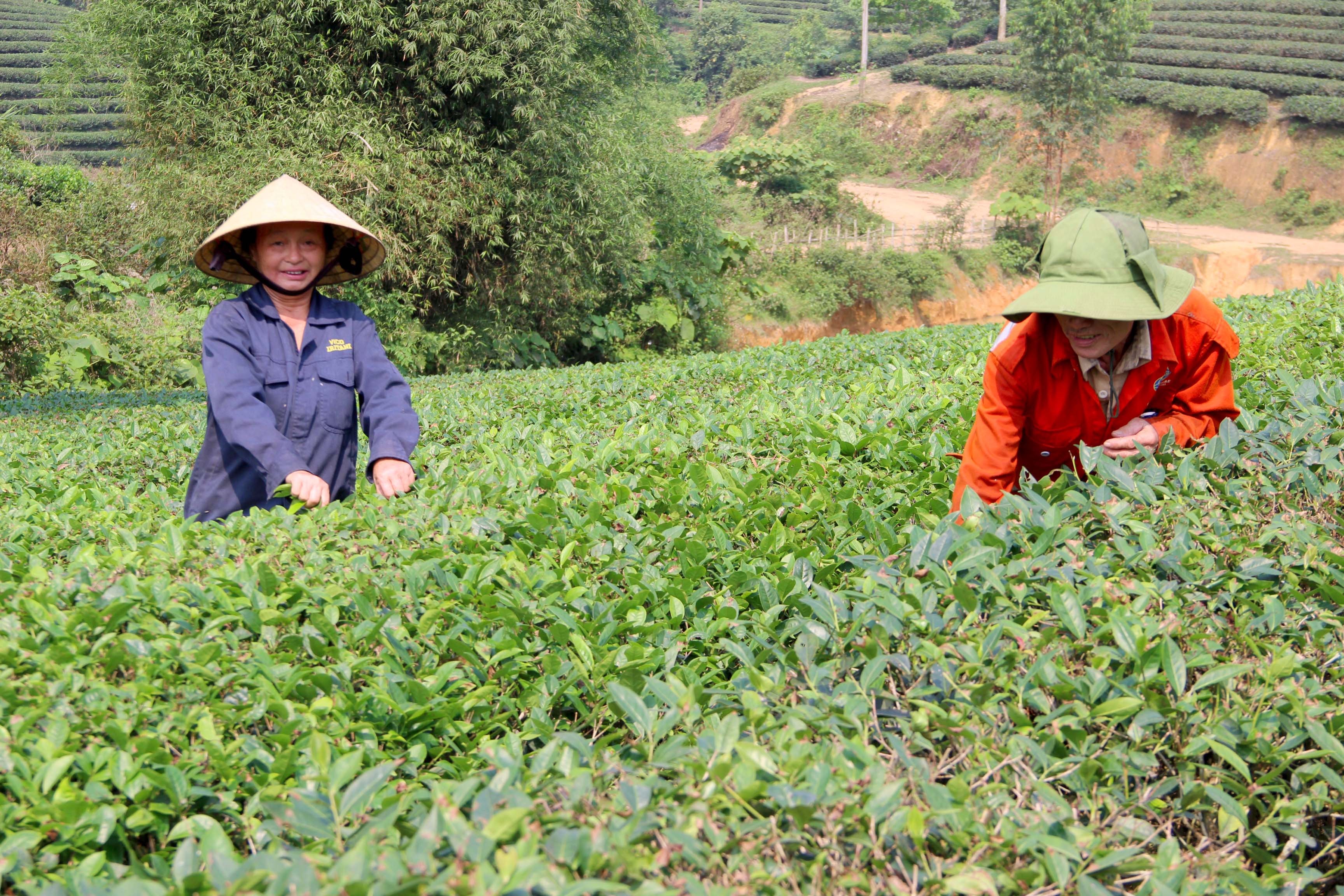Người dân huyện Anh Sơn thu hoạch chè xanh. Ảnh: Q.A
