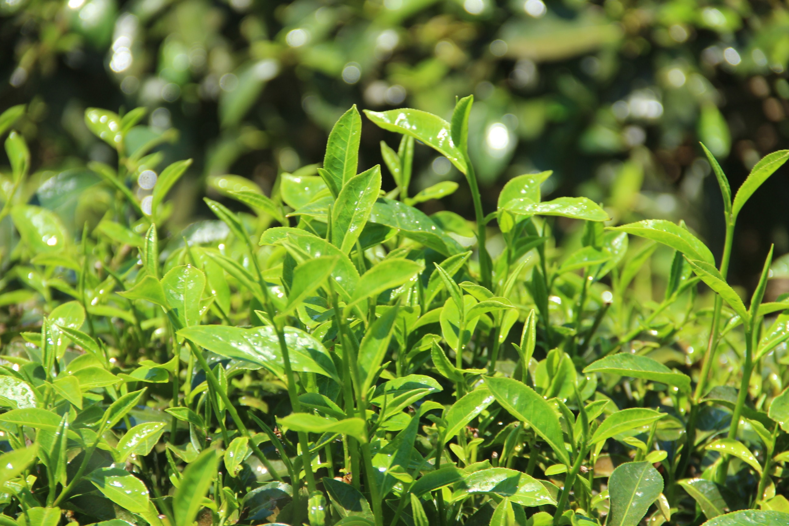 Chè xanh theo công nghệ Matcha phải được trồng và chăm sóc đúng quy trình. Ảnh: Q.A