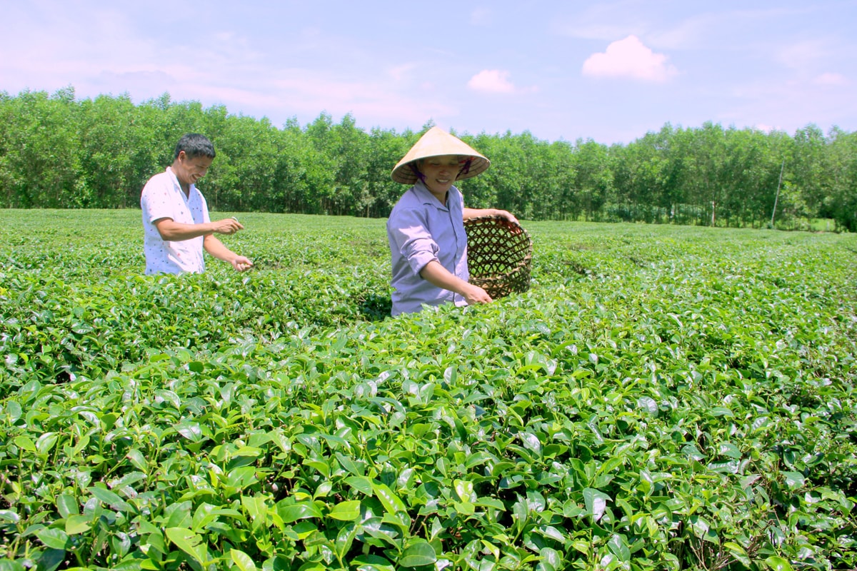 Người dân Nghệ An thu hoạch chè xanh. Ảnh: Q.A