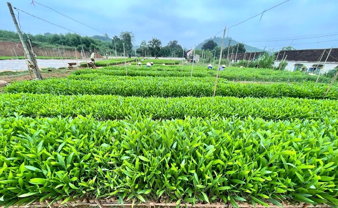 Vườn ươm keo ở Tân Kỳ sẵn sàng nguồn giống để trồng rừng, Ảnh: Văn Trường