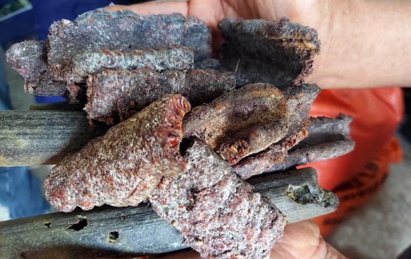 Nhựa cánh kiến đỏ là một dược liệu quý, hiện được doanh nghiệp thu mua ổn định với giá cao. Ảnh: Internet