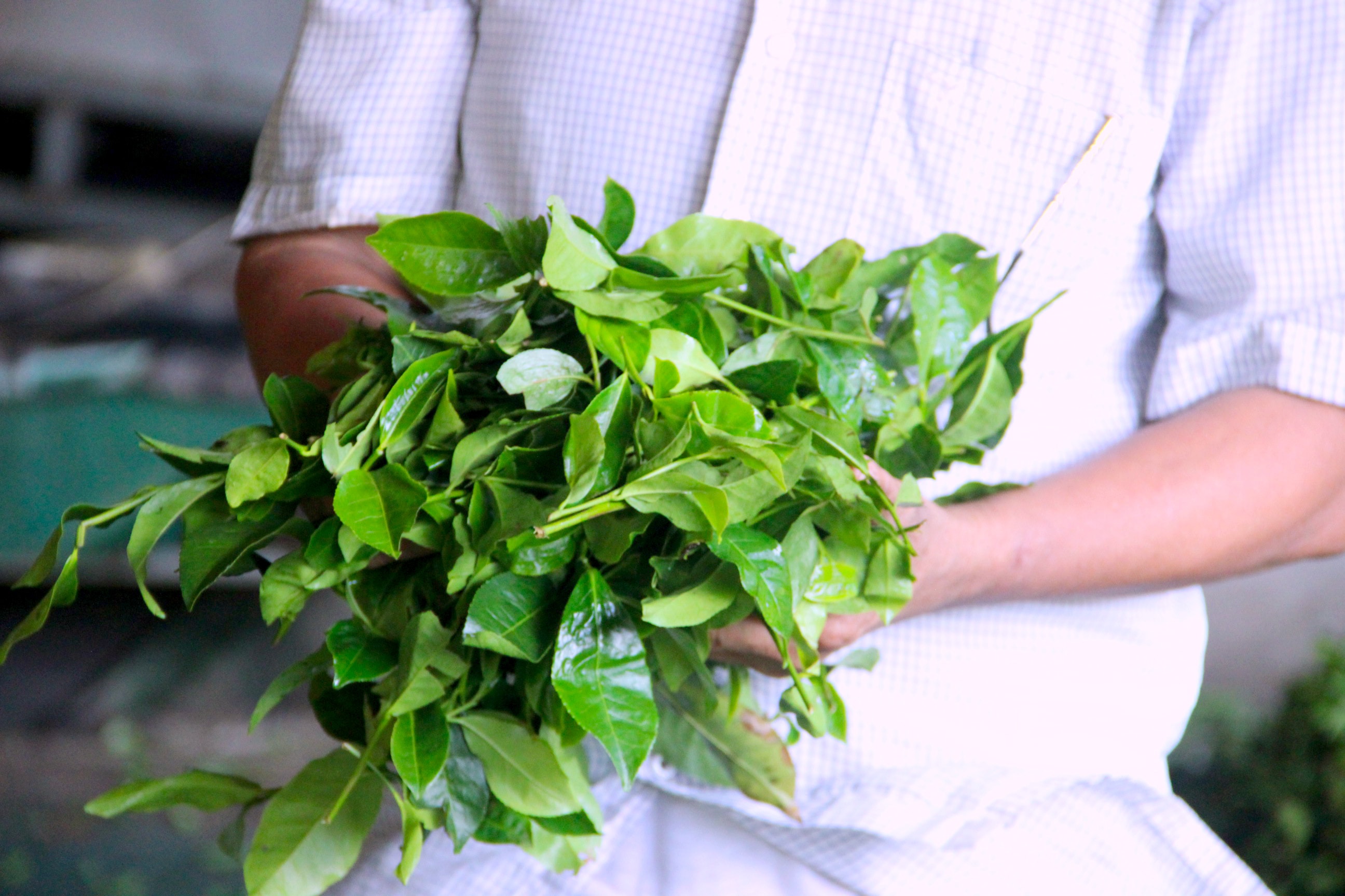 Chè Matcha phải lựa chọn nguyên liệu đầu vào chặt chẽ, tuy nhiên điều kiện thời tiết khắc nghiệt, kỹ thuật bà con còn hạn chế nên không thể duy trì sản phẩm này. Ảnh: Q.A