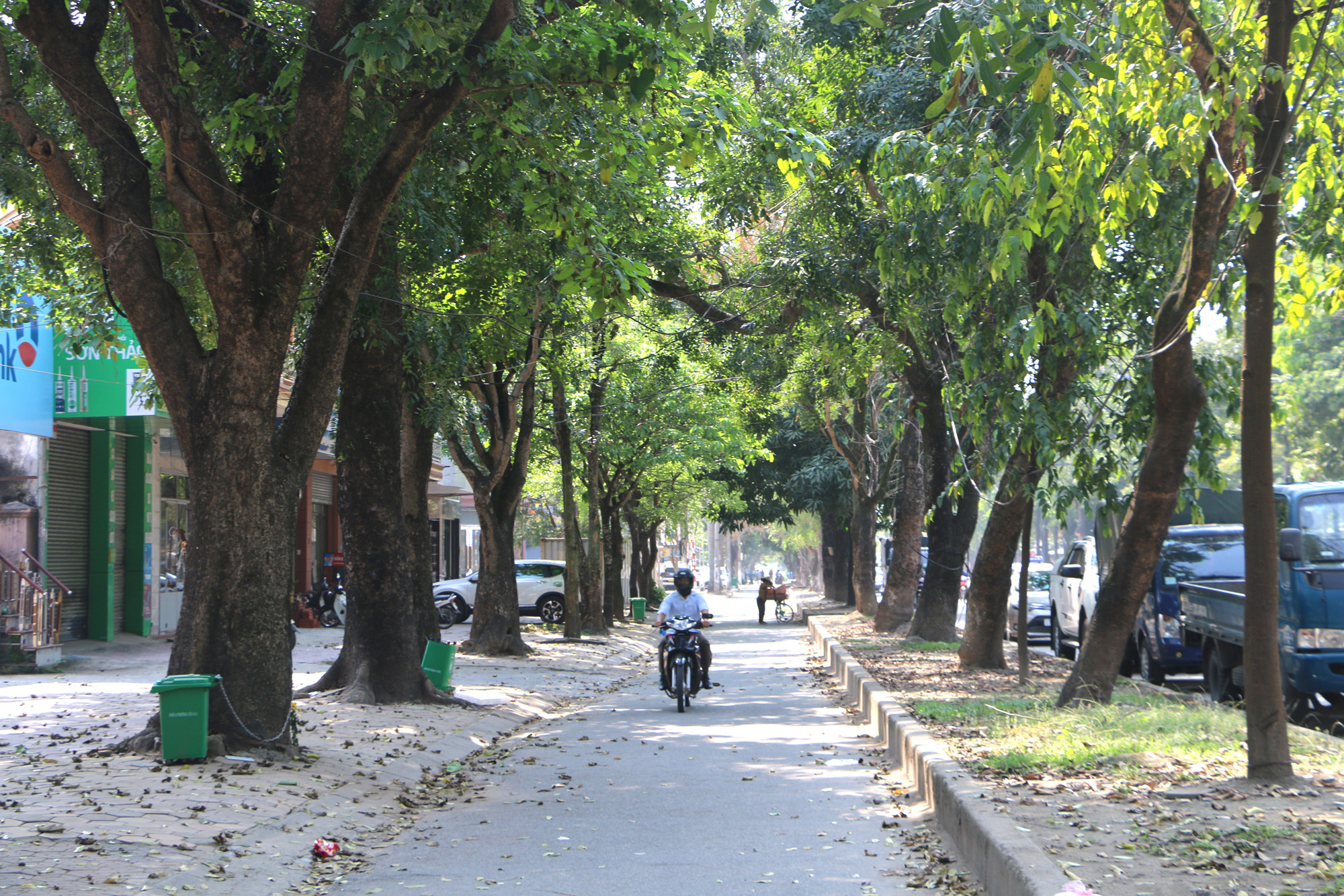 bna_Cây xanh 2 bên đường Phan Đình Phùng có tuổi đời trên 50 năm và là mơ ước của bao tuyến phố thành Vinh.JPG