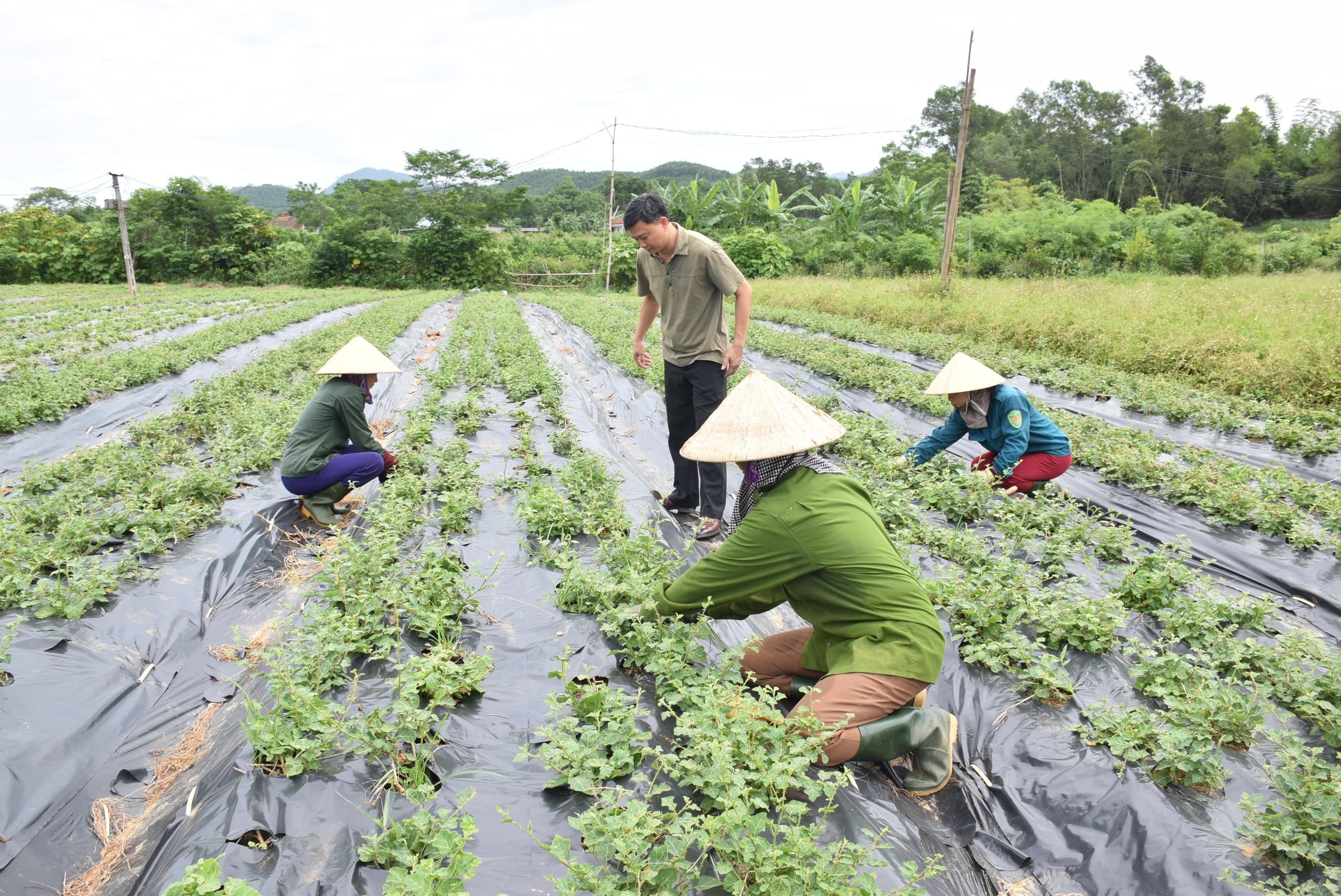 bna_Thuê đất mở rộng diện tích cây dược liệu đã được Công ty Cổ phần dược liệu Pù Mát (Con Cuông) thực hiện từ nhiều năm nay. Ảnh Xuân Hoàng.JPG