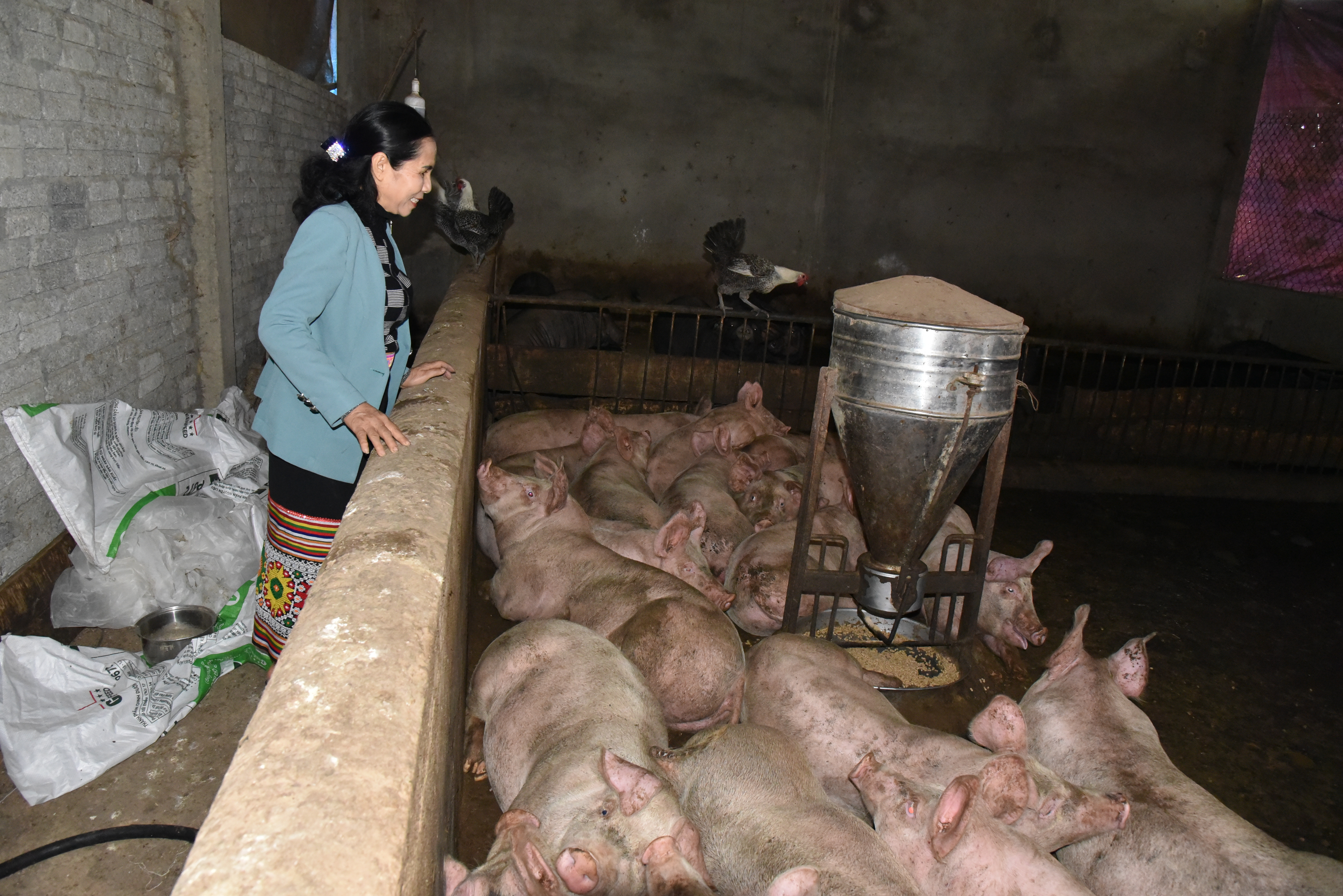 bna_Mô hình chăn nuôi lợn cho thu nhập cao của bà VânJPG.JPG