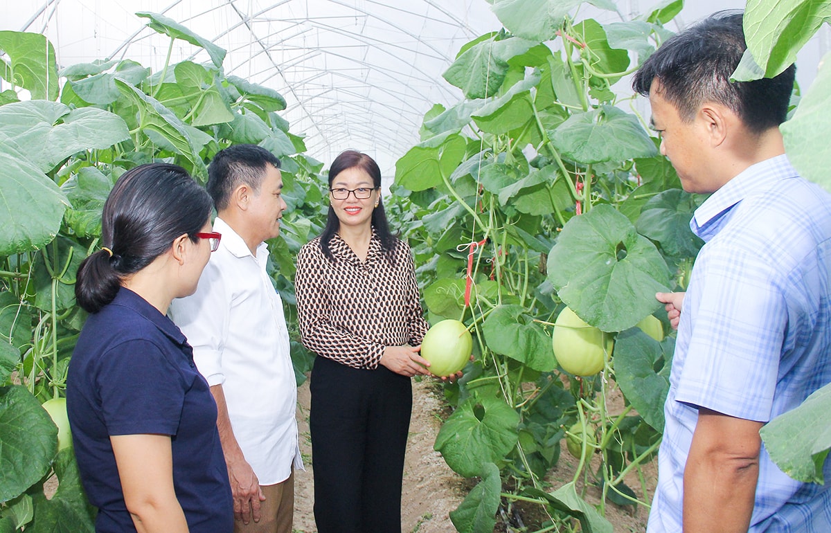 Lãnh đạo huyện Yên Thành tìm hiểu hiệu quả mô hình nông nghiệp công nghệ cao của người dân. Ảnh: Mai Hoa